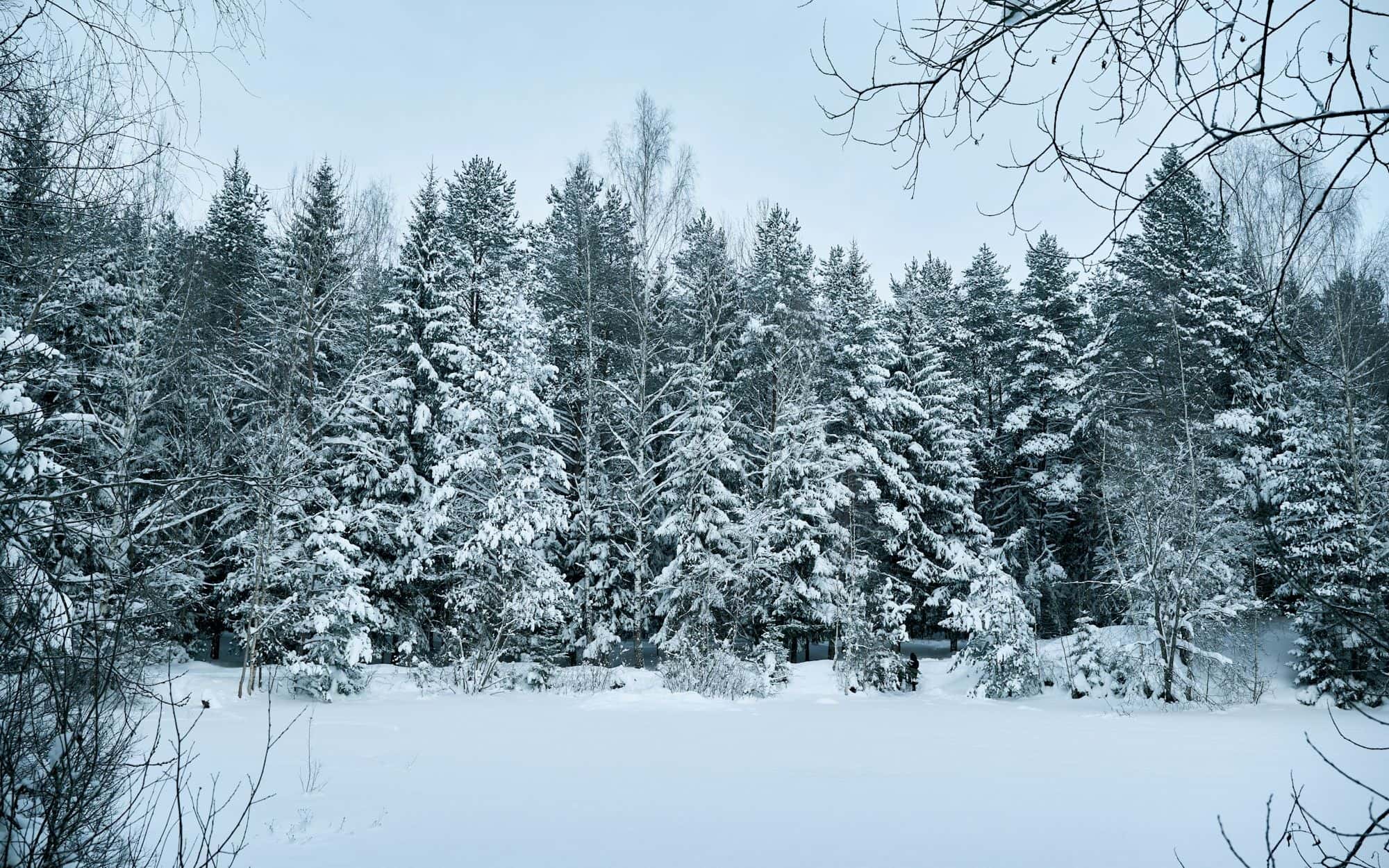 Snow-covered evergreens standing still in a quiet winter forest