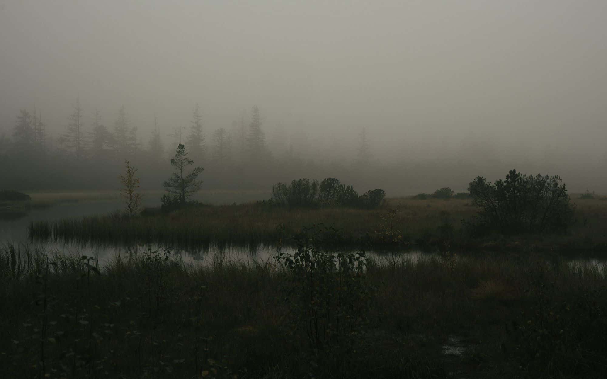 Mist hanging low over a dark, still marsh lake