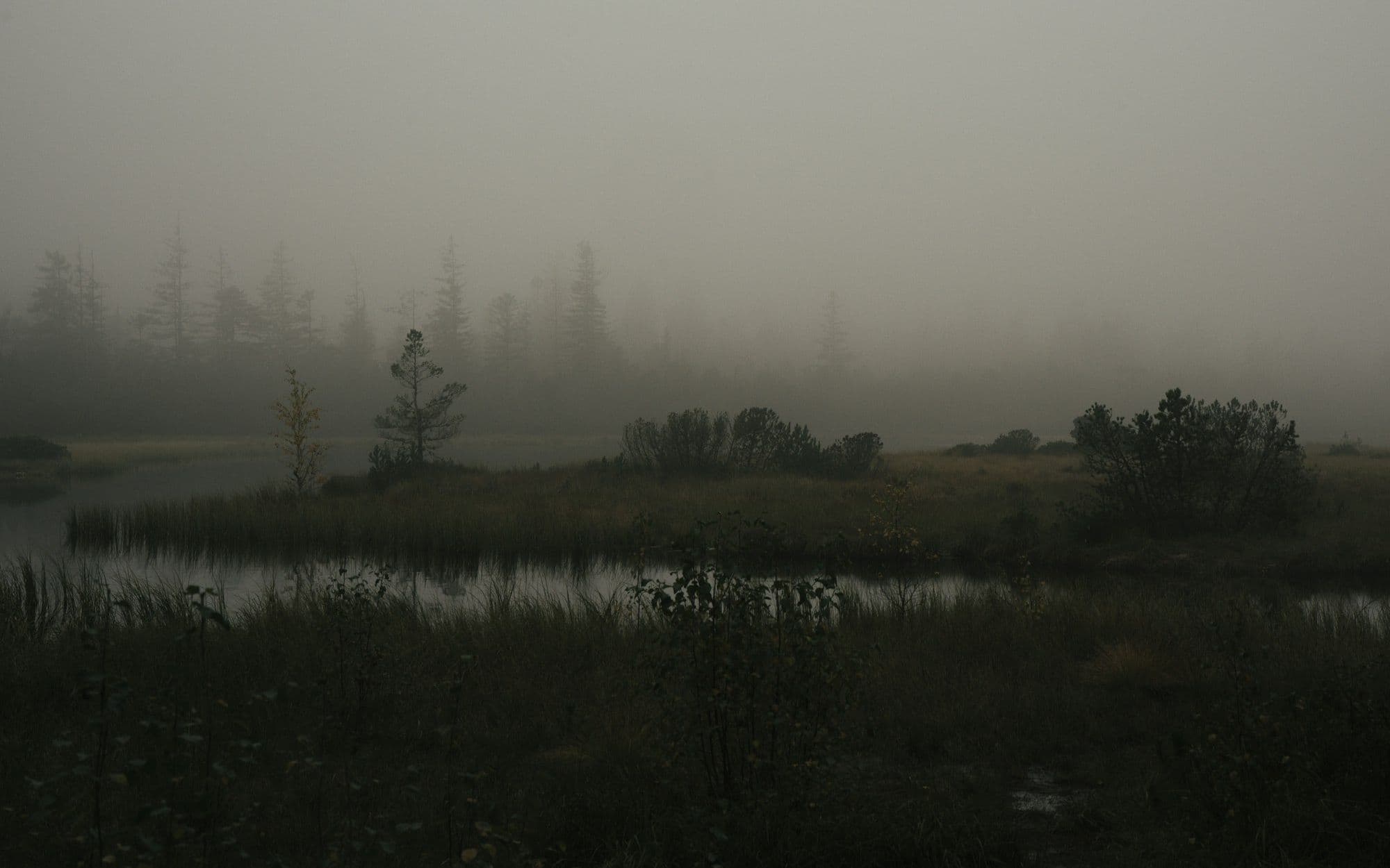 Mist hanging low over a dark, still marsh lake