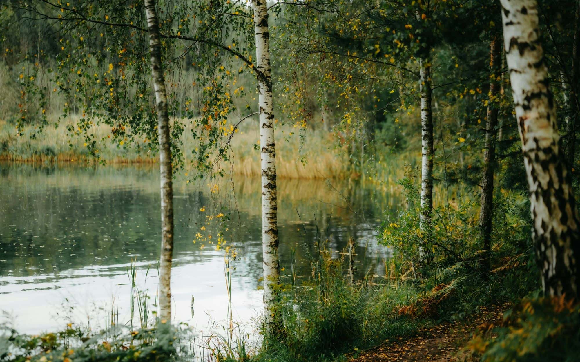 Birch trees lining a calm forest lake in early autumn