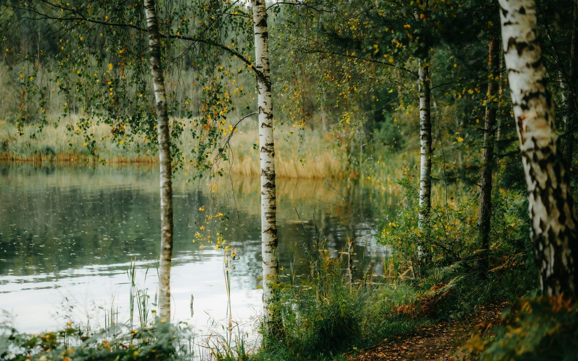 Birch trees lining a calm forest lake in early autumn