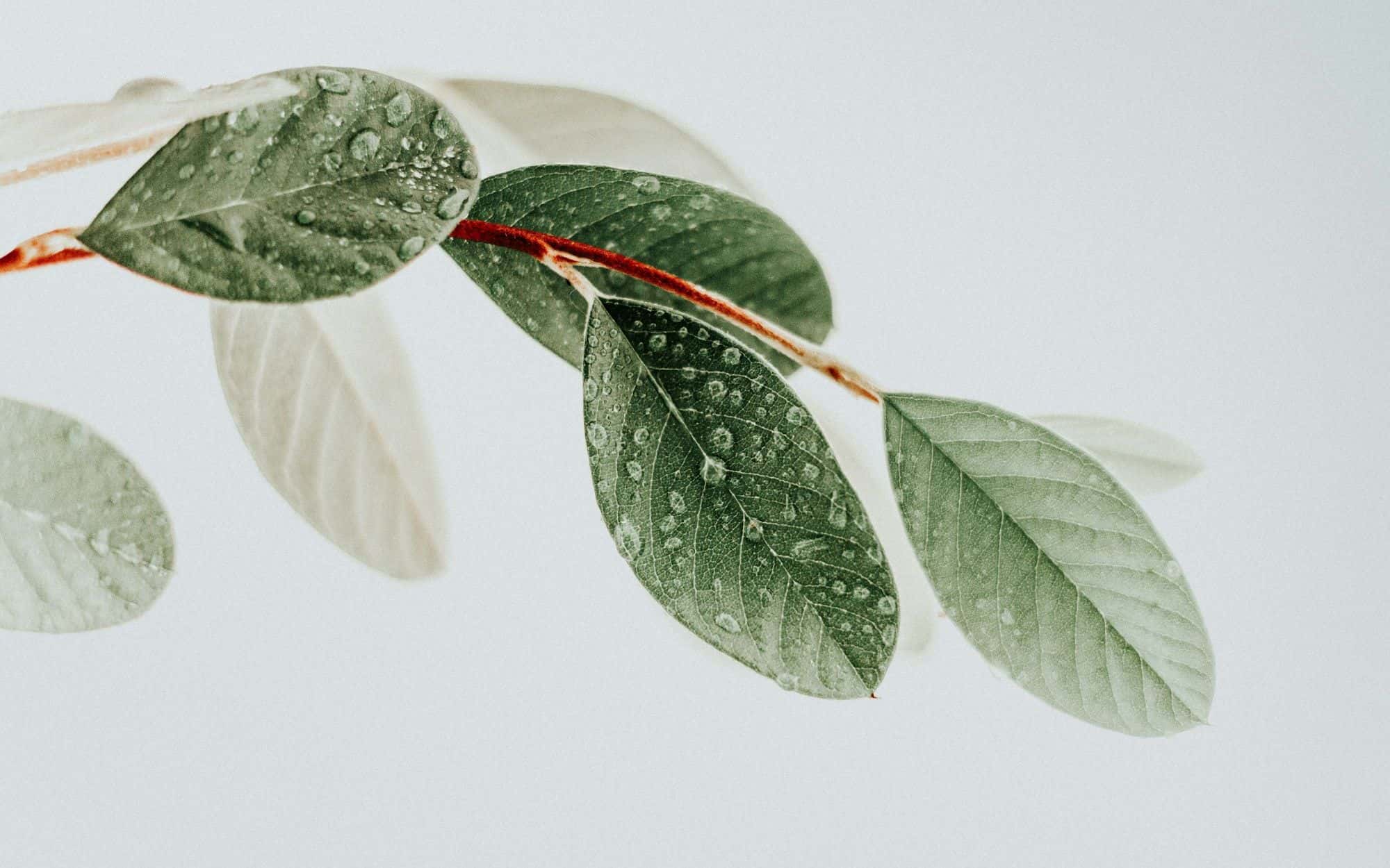 Green leaves on a branch against a clean white background