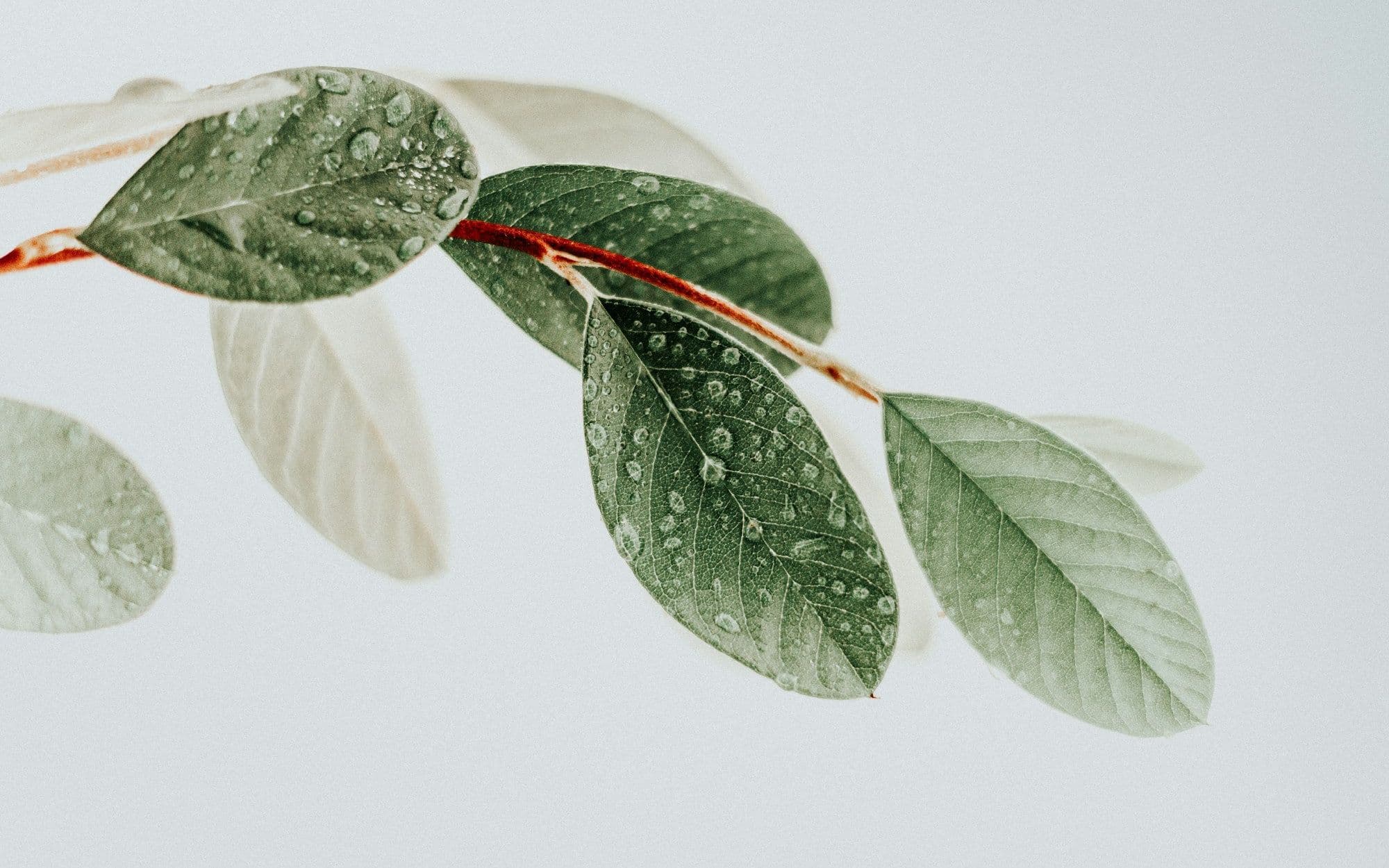 Green leaves on a branch against a clean white background