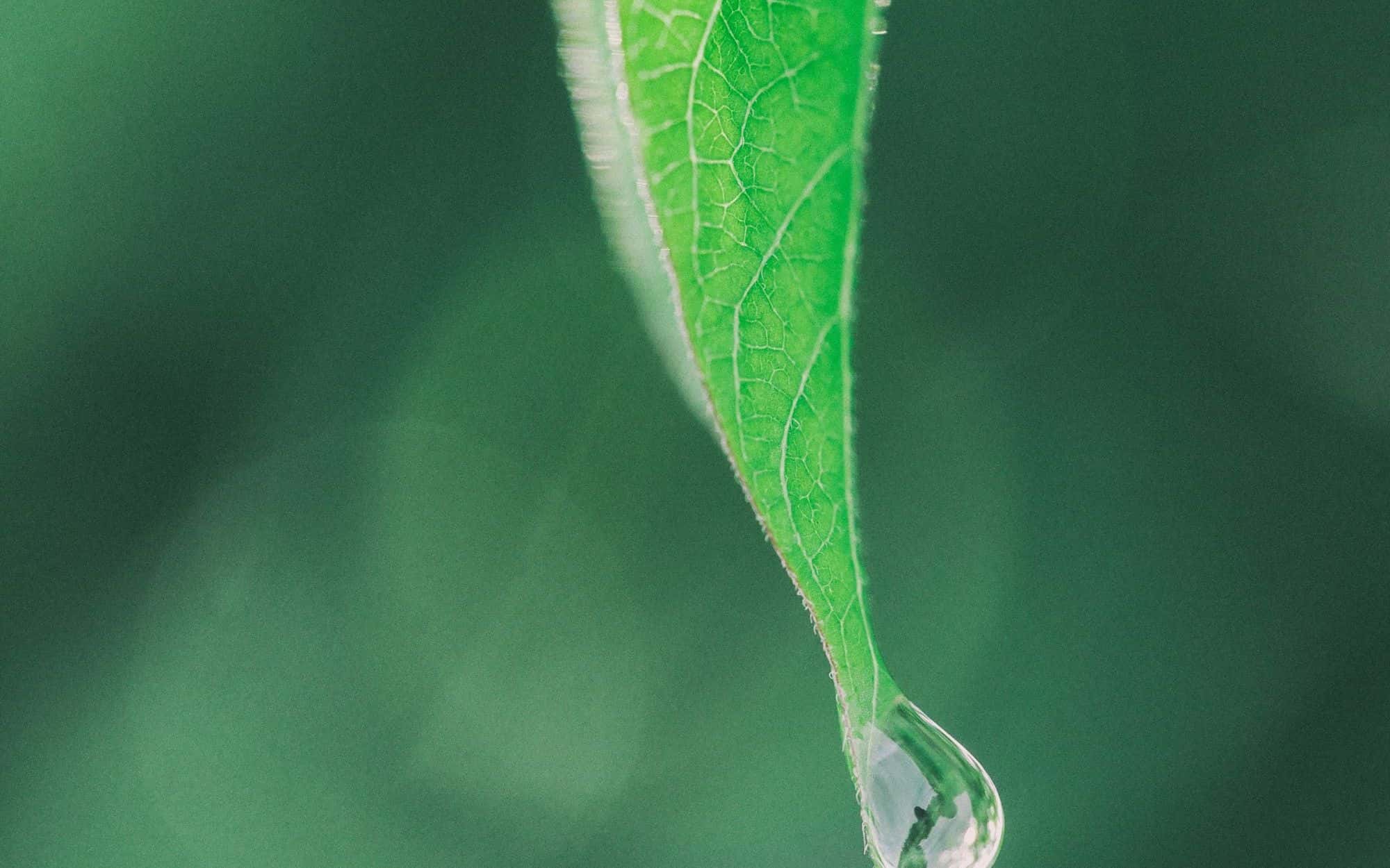 A single drop of water gathering at the tip of a green leaf