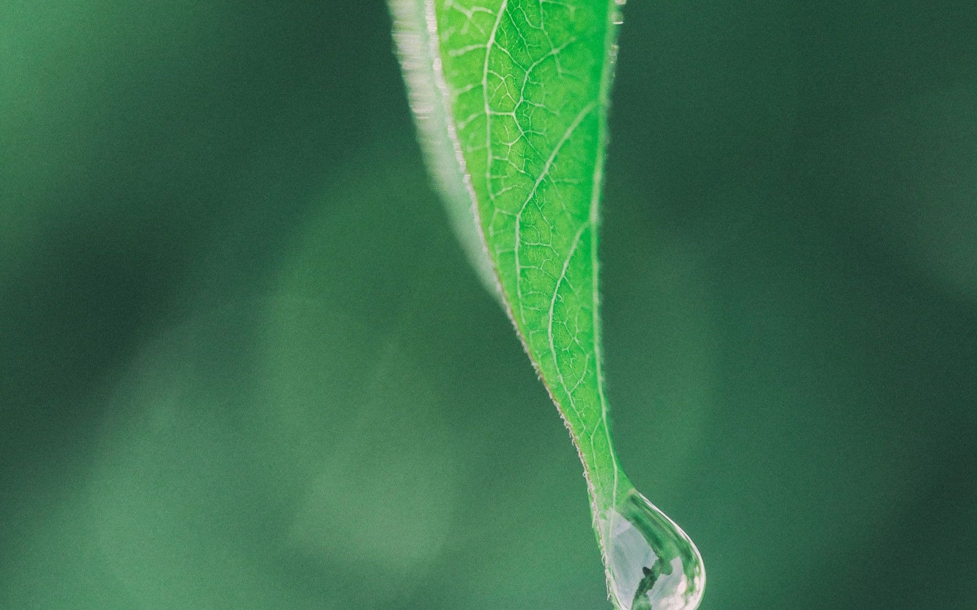 A single drop of water gathering at the tip of a green leaf