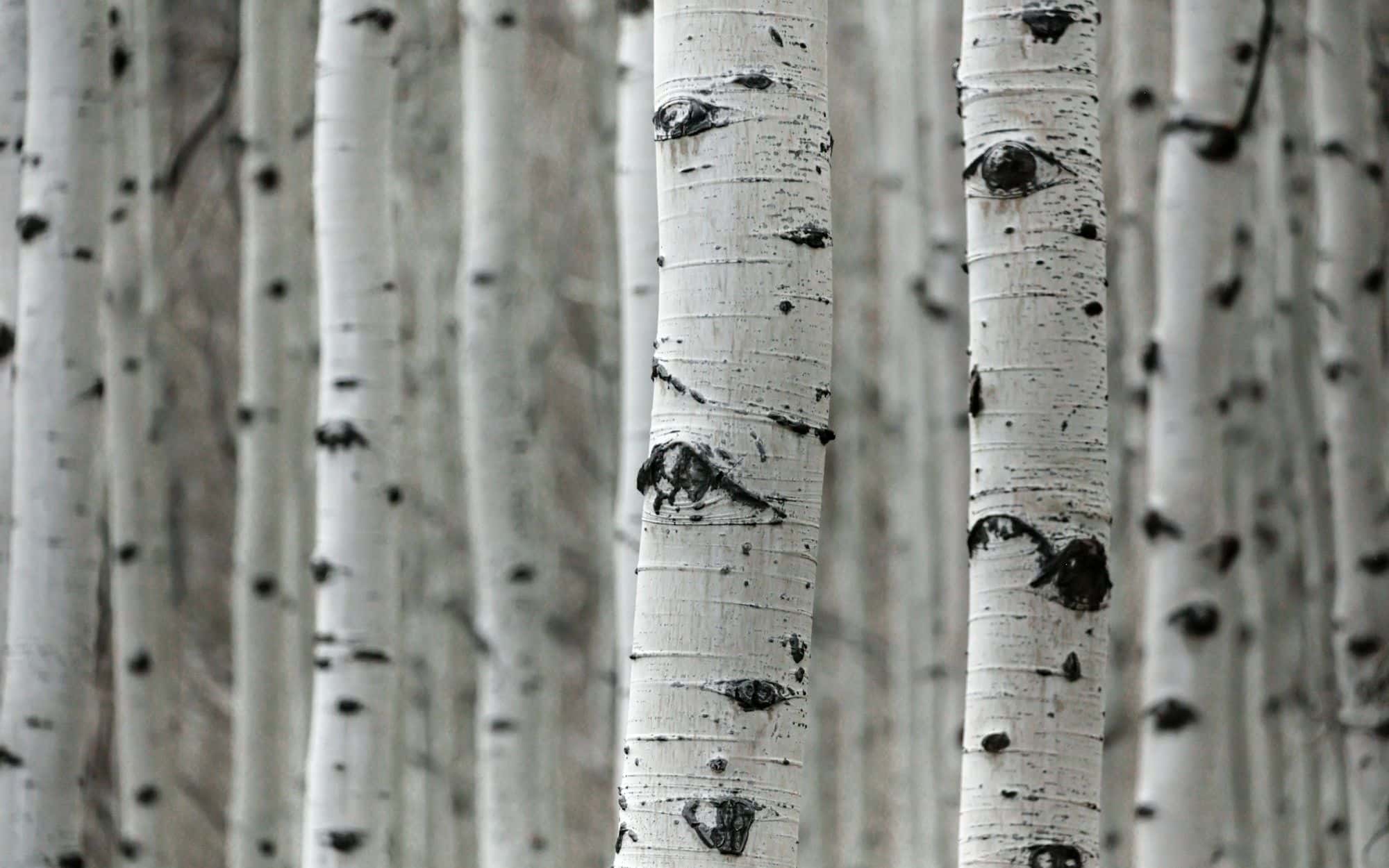 Pale birch trunks crowded together in winter light