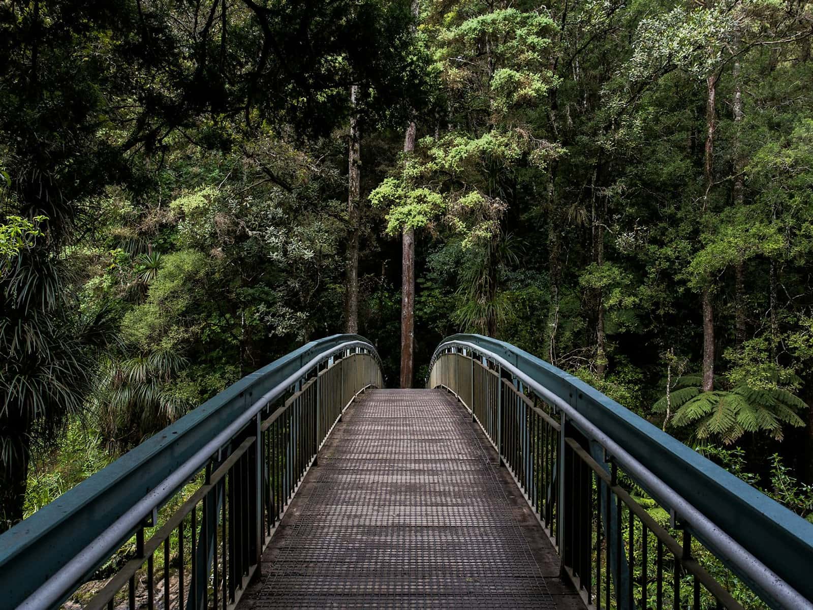 Photograph accompanying “How to prepare for a psychedelic experience”, psychedelic integration article from Silver Owl Therapy