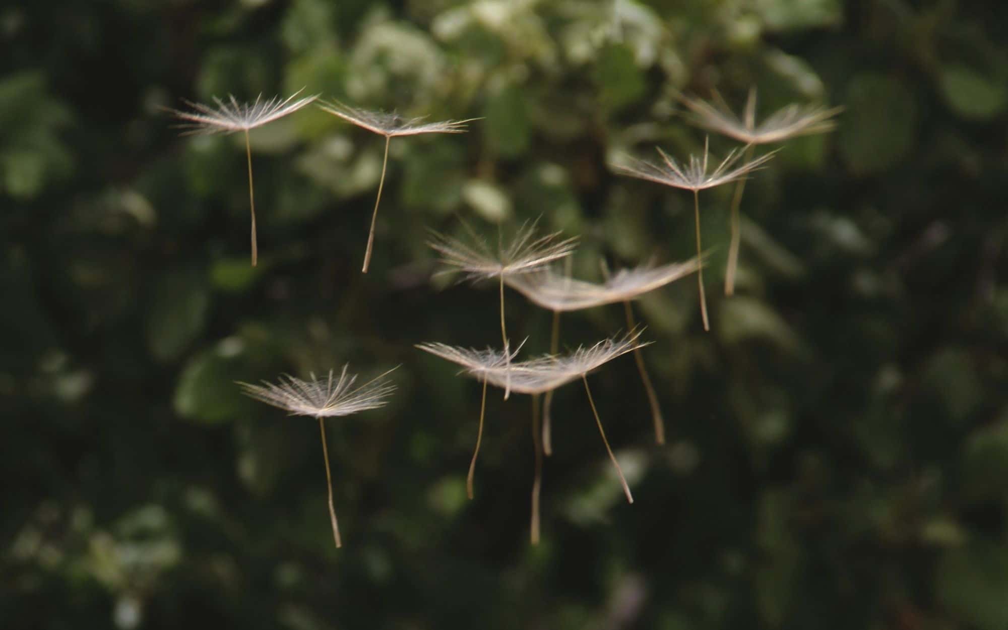 Dandelion seeds drifting through soft woodland light