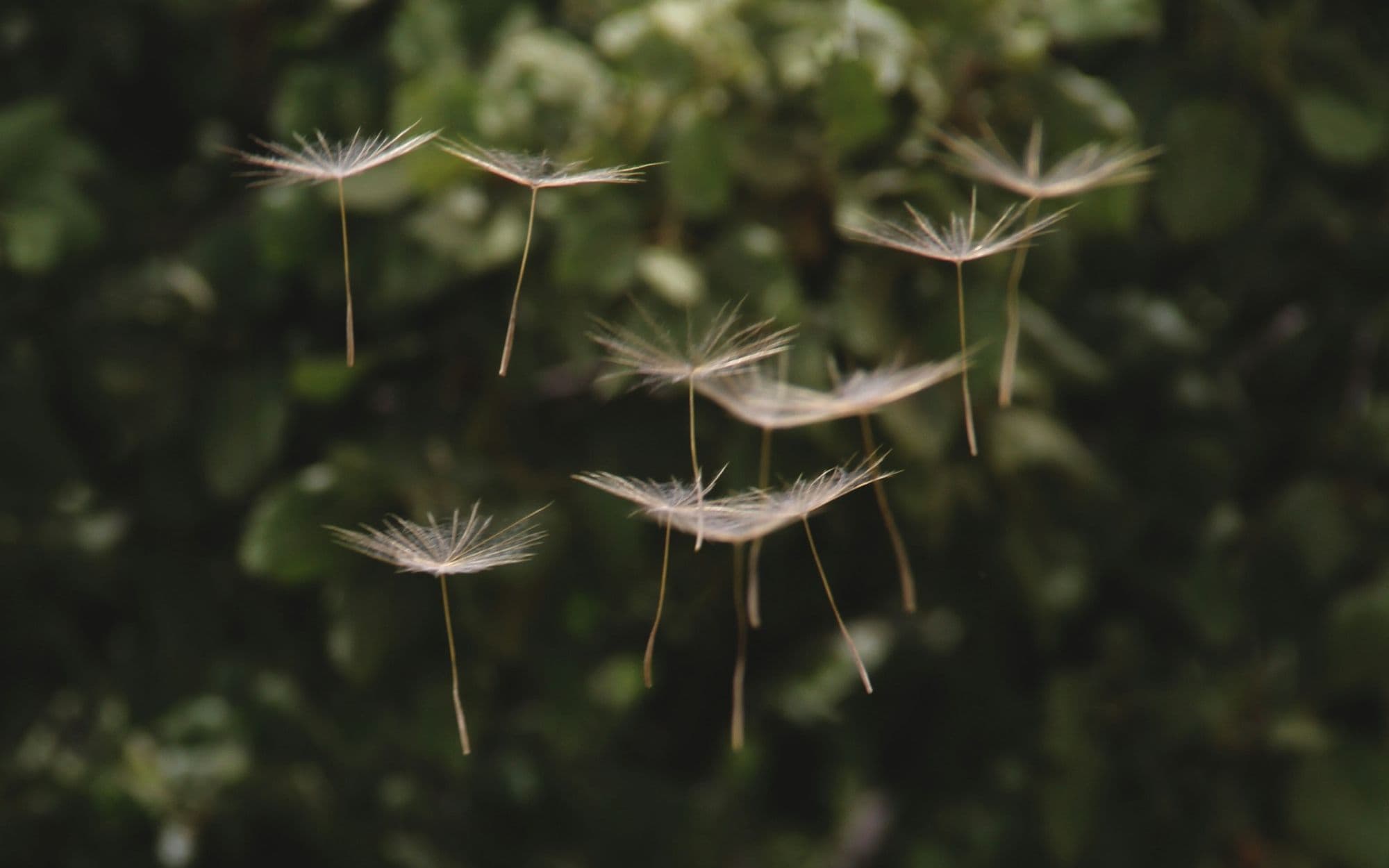 Dandelion seeds drifting through soft woodland light
