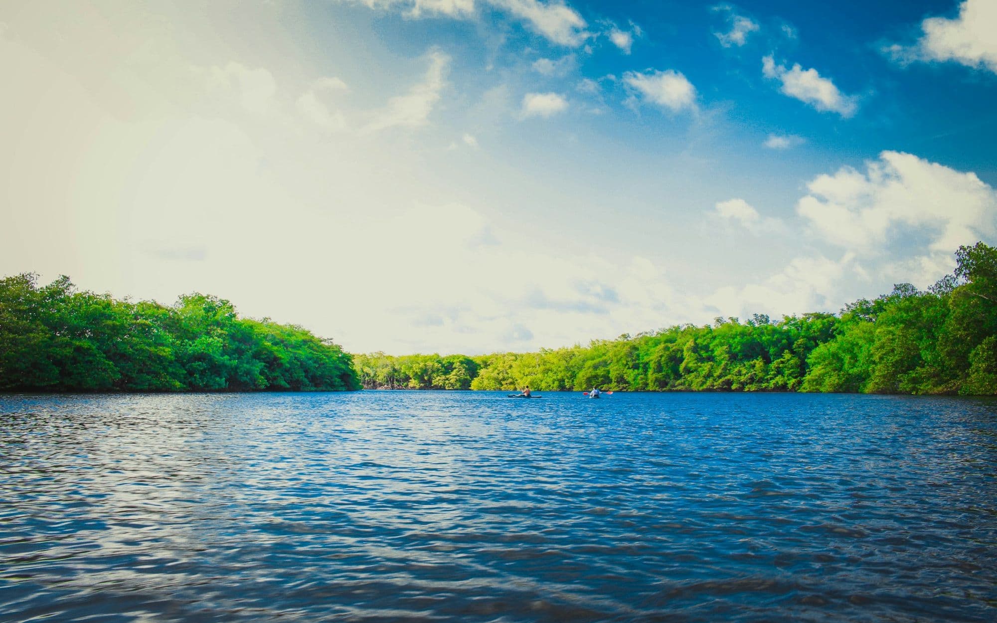 A bright lake edged with tall trees under a clear sky
