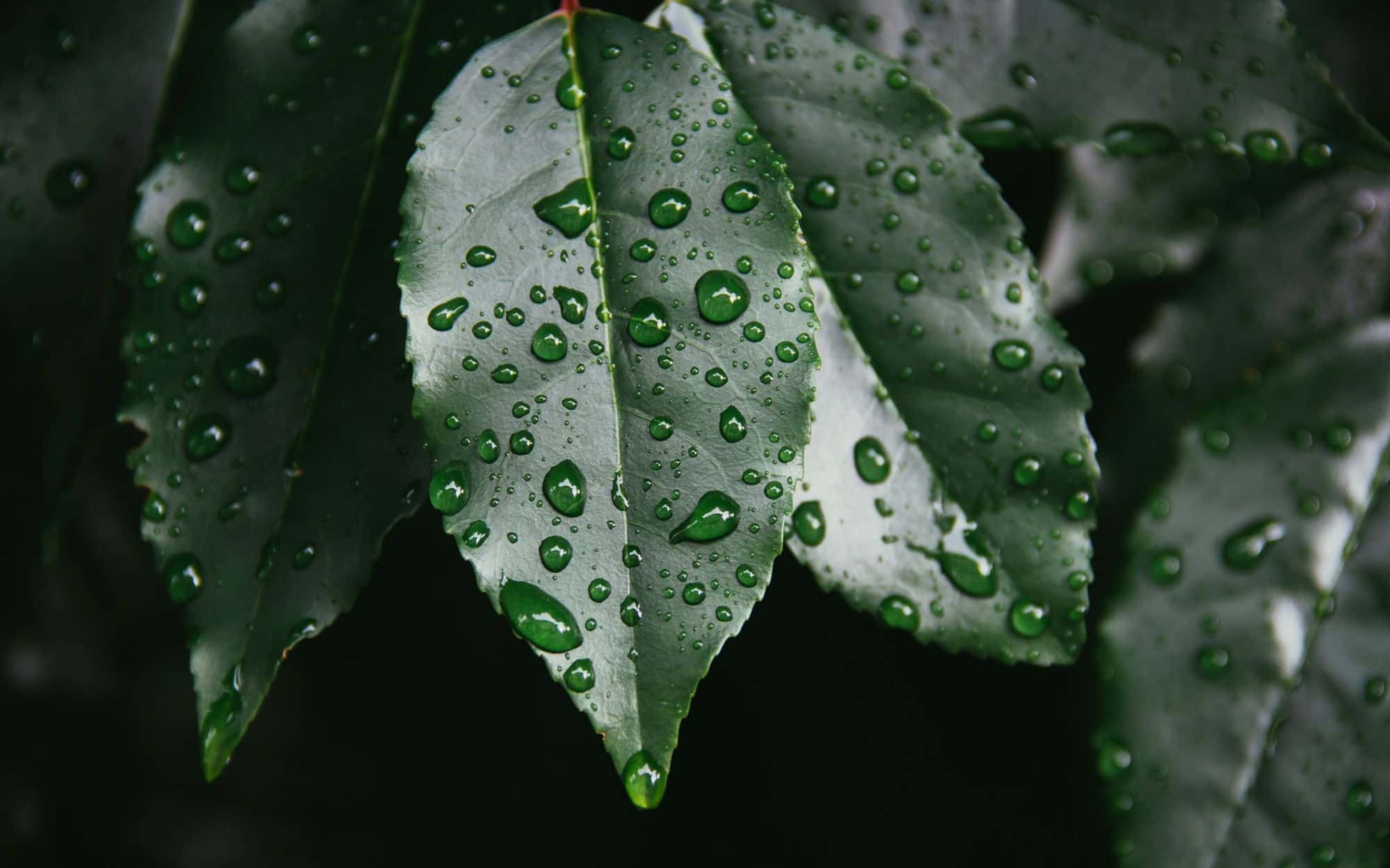 Raindrops scattered across a dark green leaf