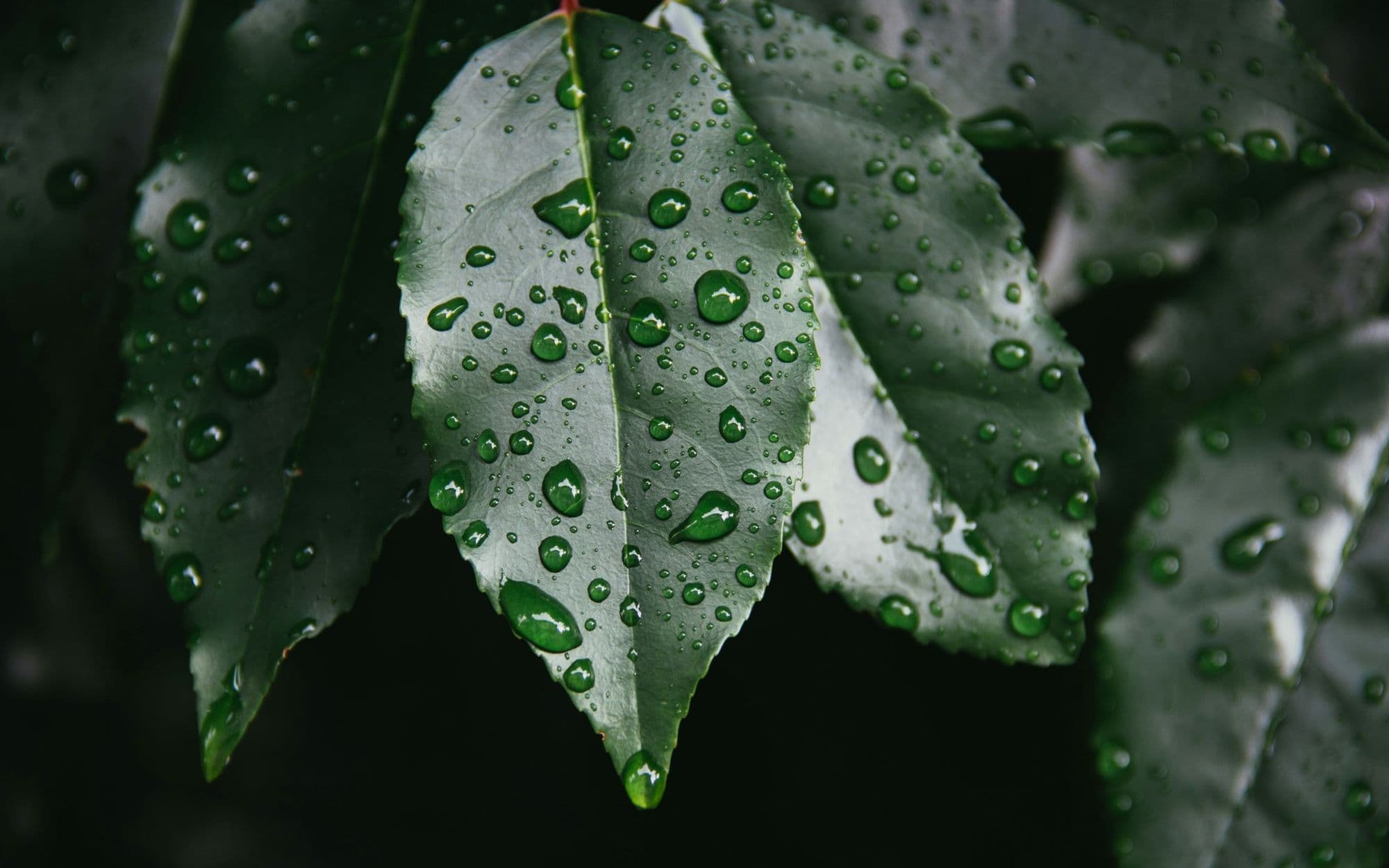 Raindrops scattered across a dark green leaf