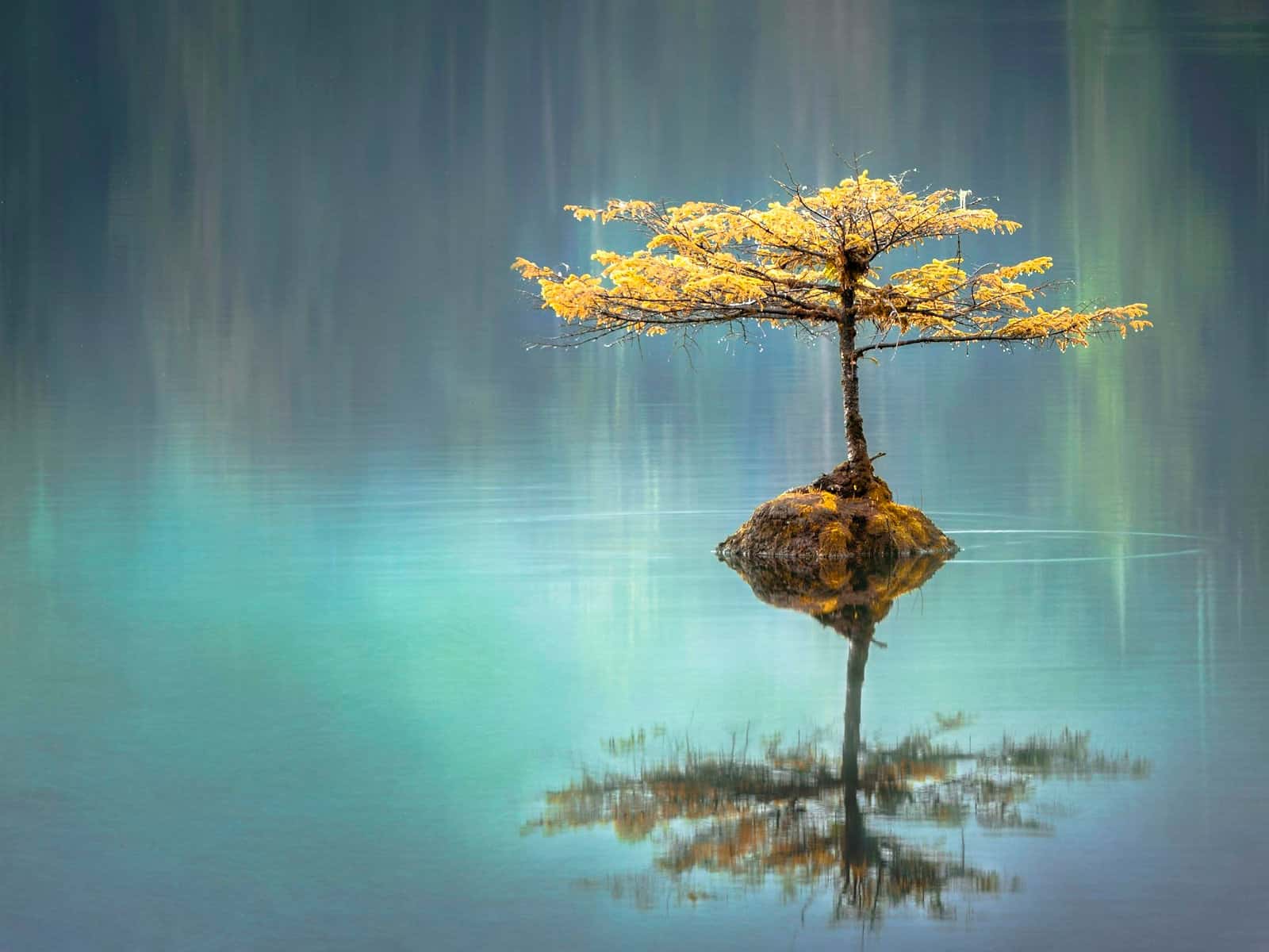 Photograph accompanying “What a regulated nervous system actually feels like”, nervous system and anxiety article from Silver Owl Therapy