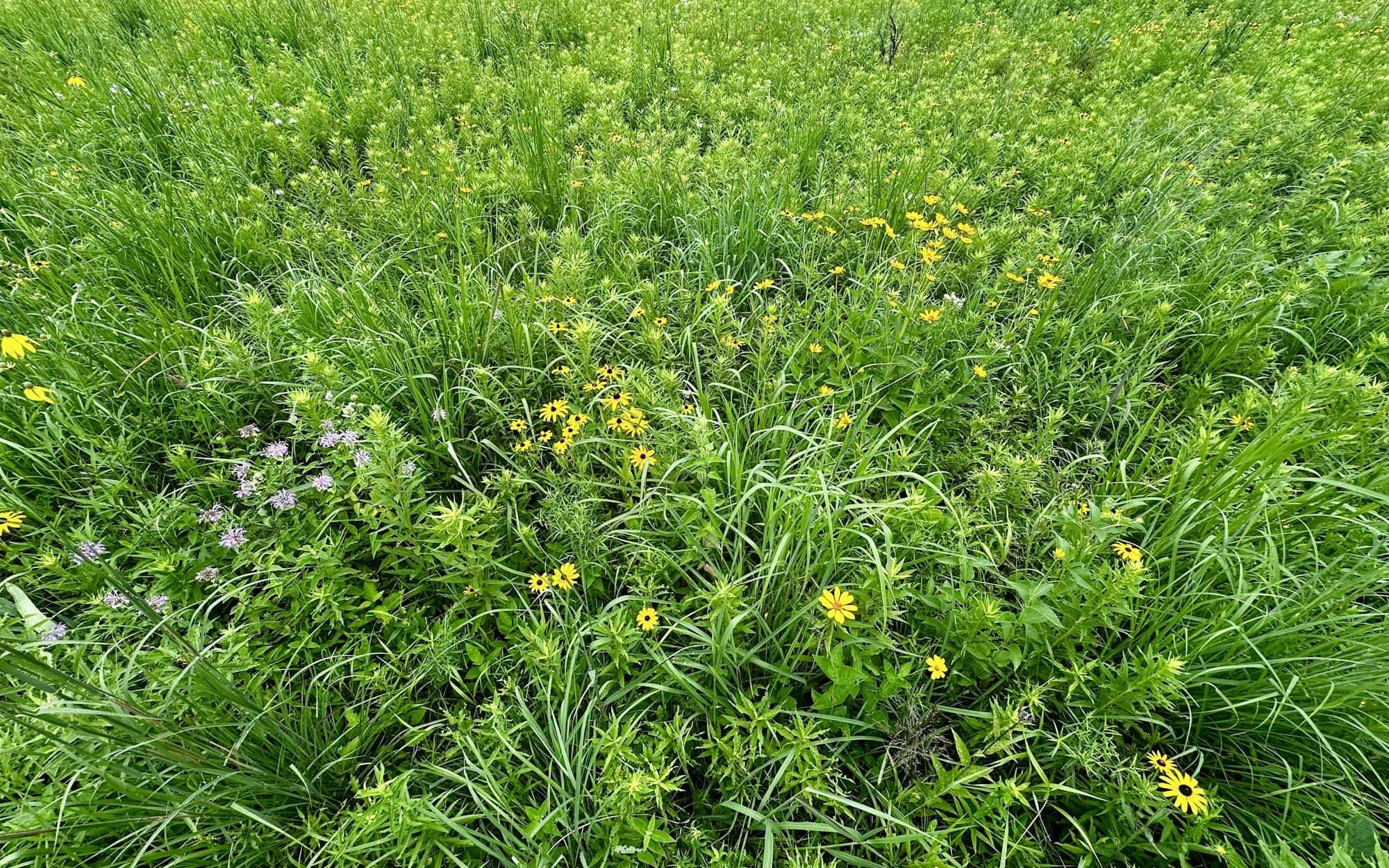Looking down into a lush meadow of grasses and wildflowers