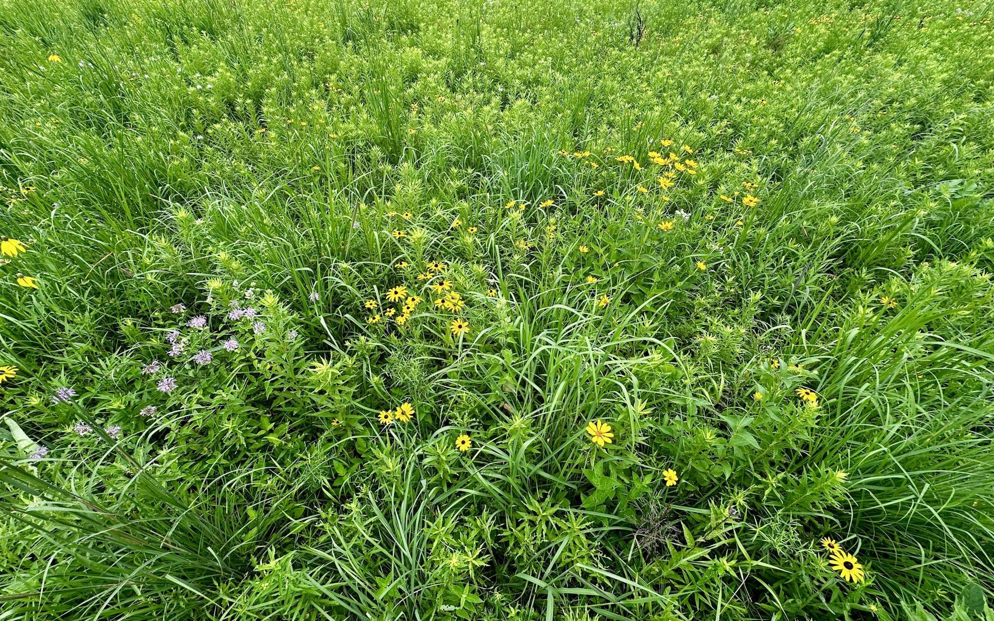 Looking down into a lush meadow of grasses and wildflowers