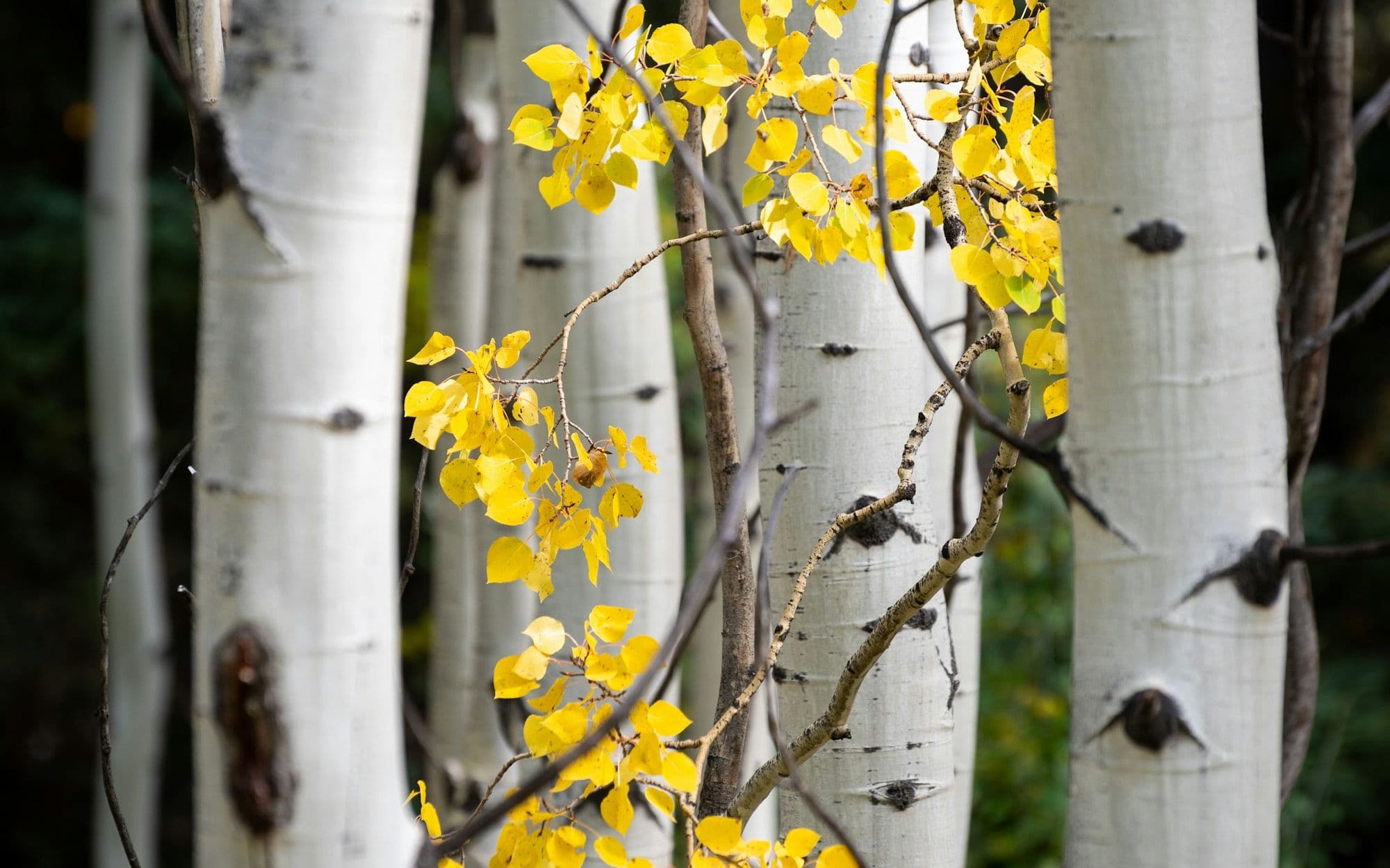 Yellow autumn leaves against pale birch bark
