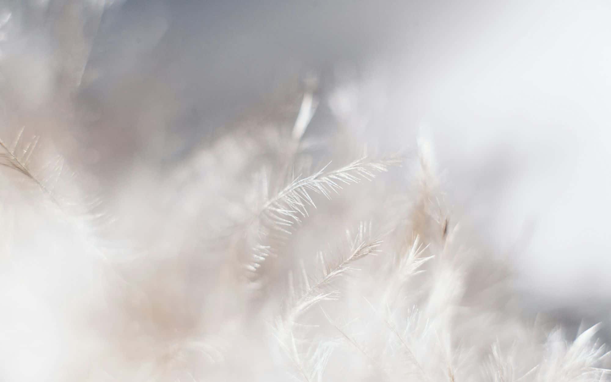 Close view of soft white petals in diffuse light