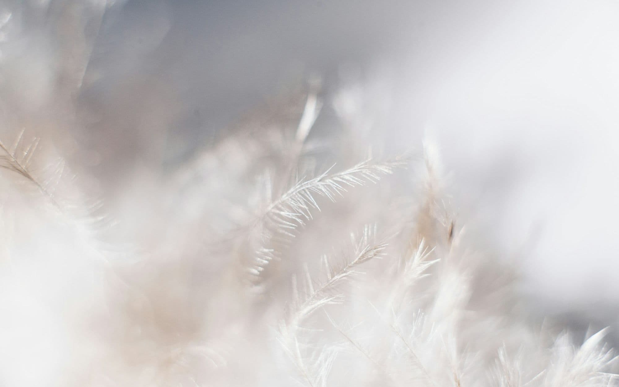 Close view of soft white petals in diffuse light