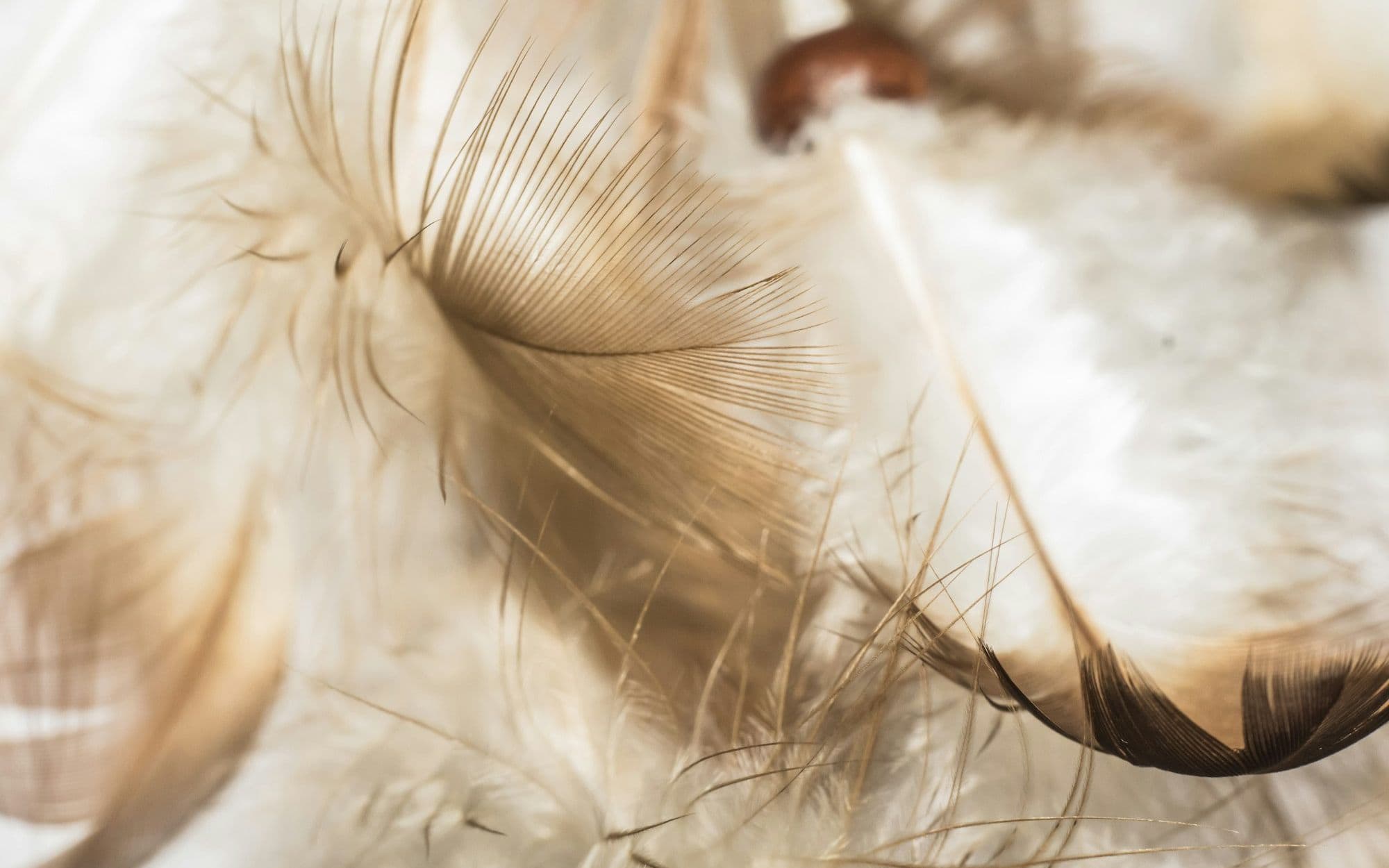 Soft downy feathers in warm, shallow focus