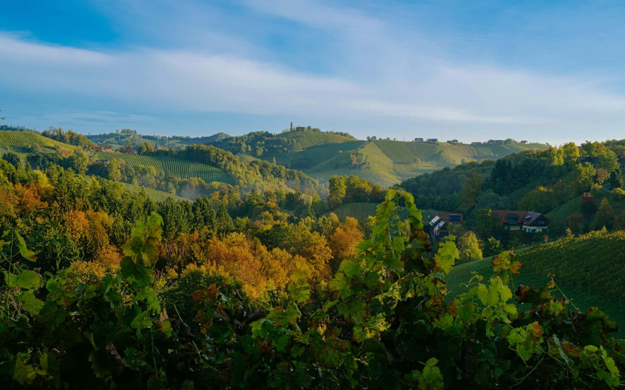 Rolling autumn hills in clear morning light