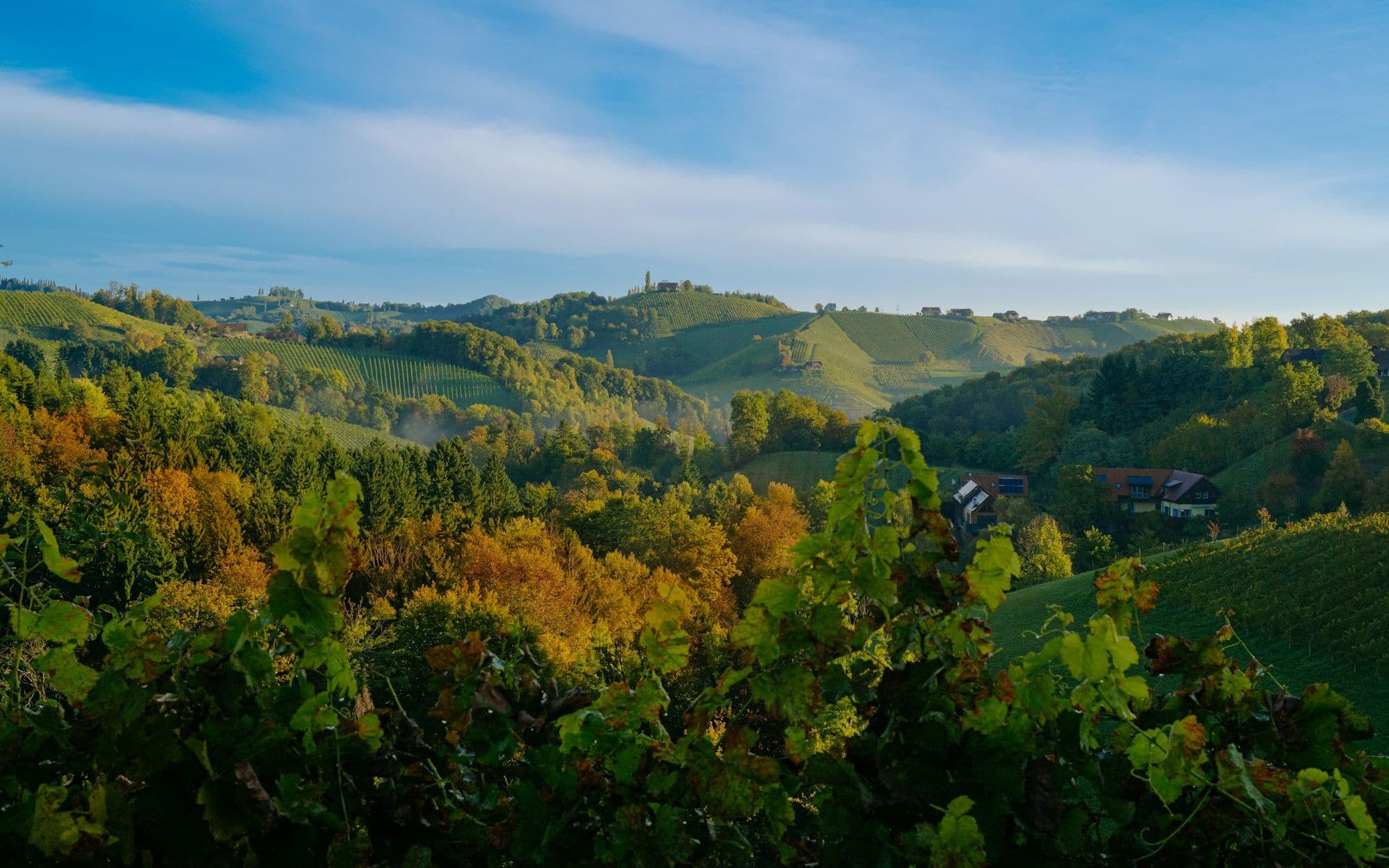 Rolling autumn hills in clear morning light