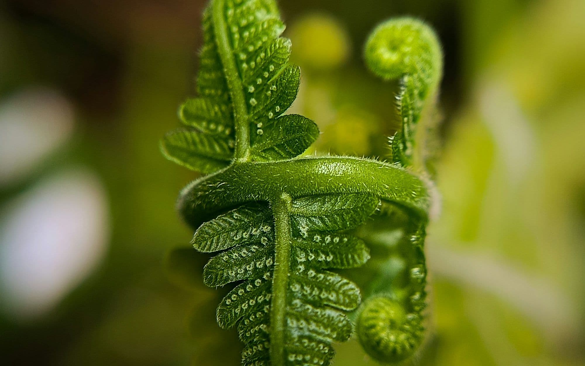 A young fern frond beginning to unfurl