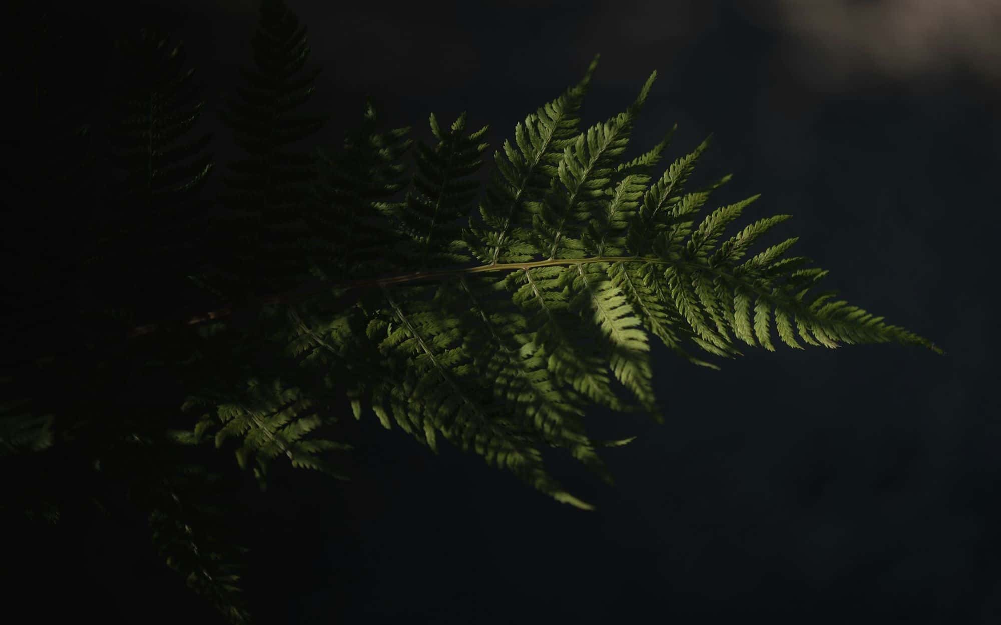 A fern frond catching light against deep shadow