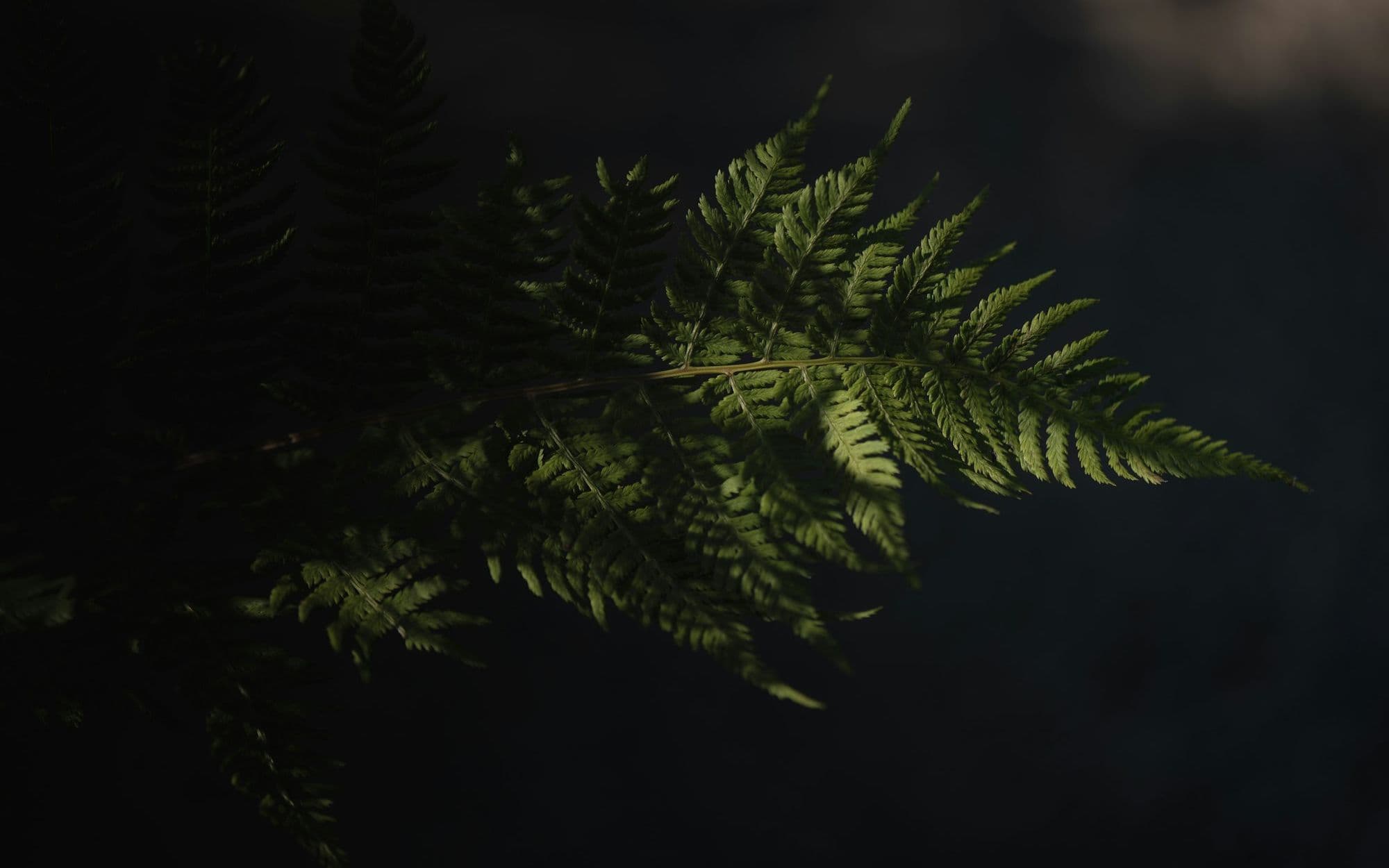 A fern frond catching light against deep shadow