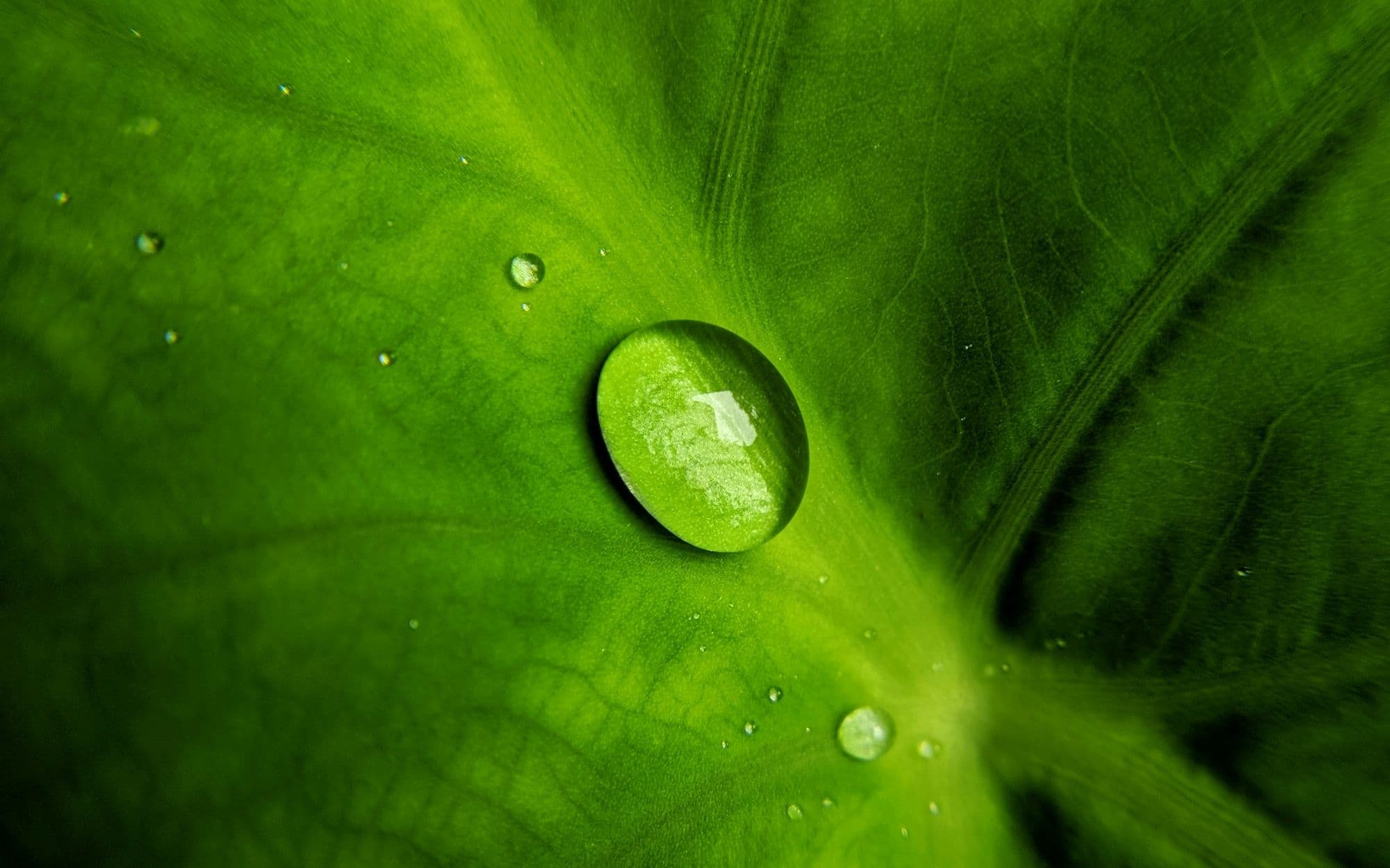 A water droplet resting on a bright green leaf