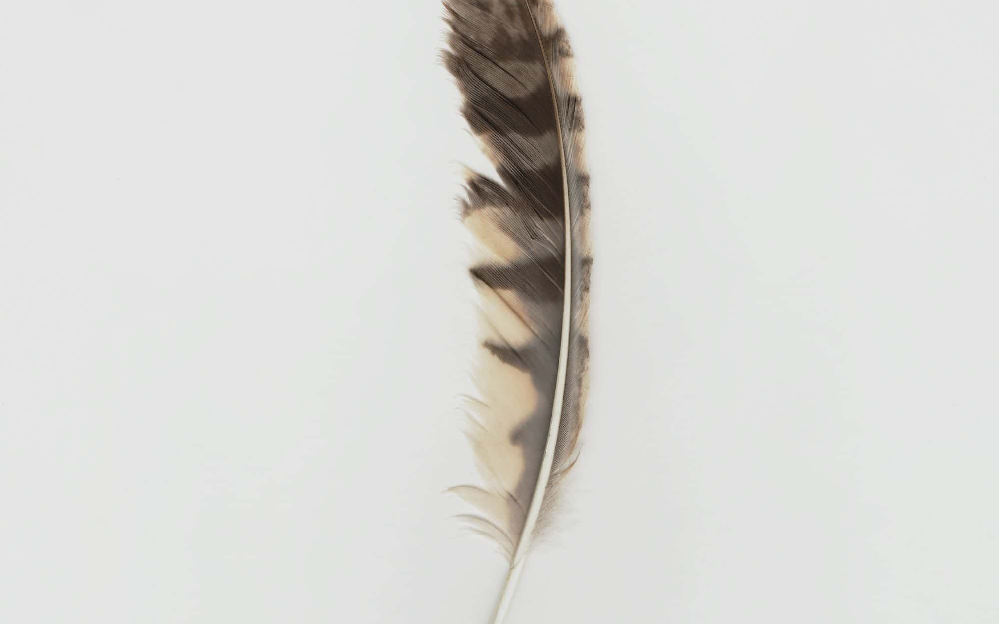 A single small feather resting on a pale surface