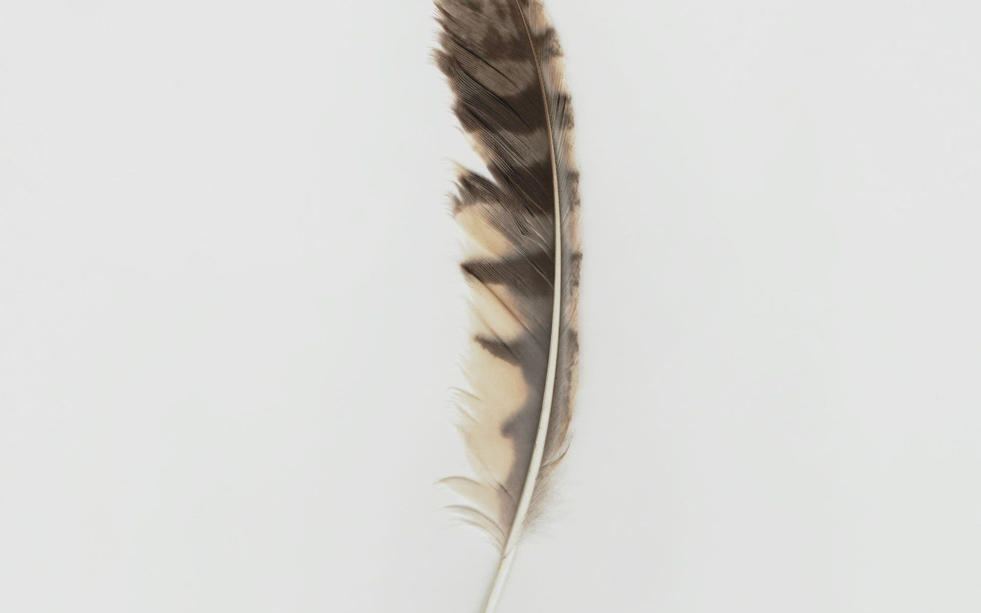 A single small feather resting on a pale surface