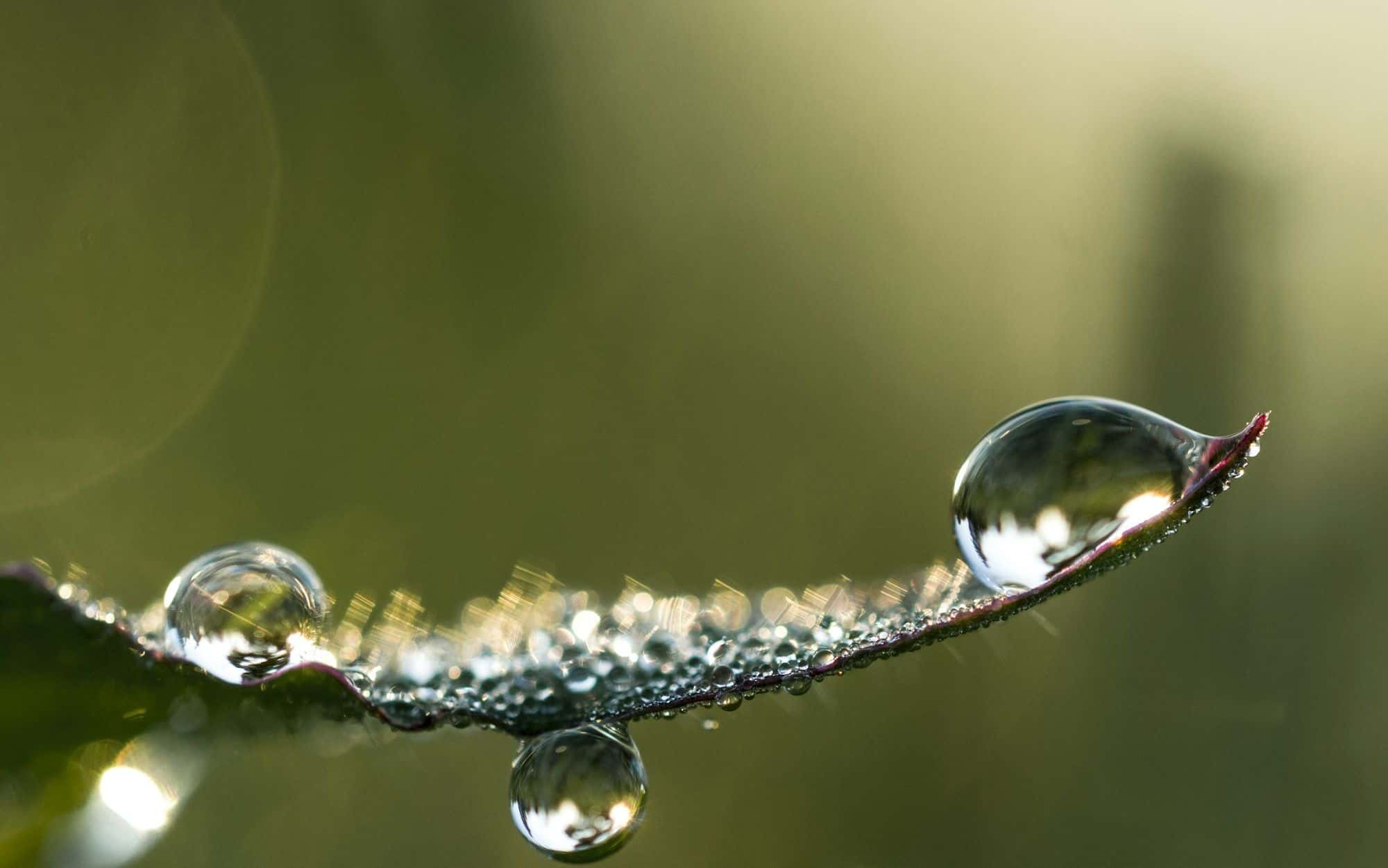 Water droplets beading along a slender plant stem