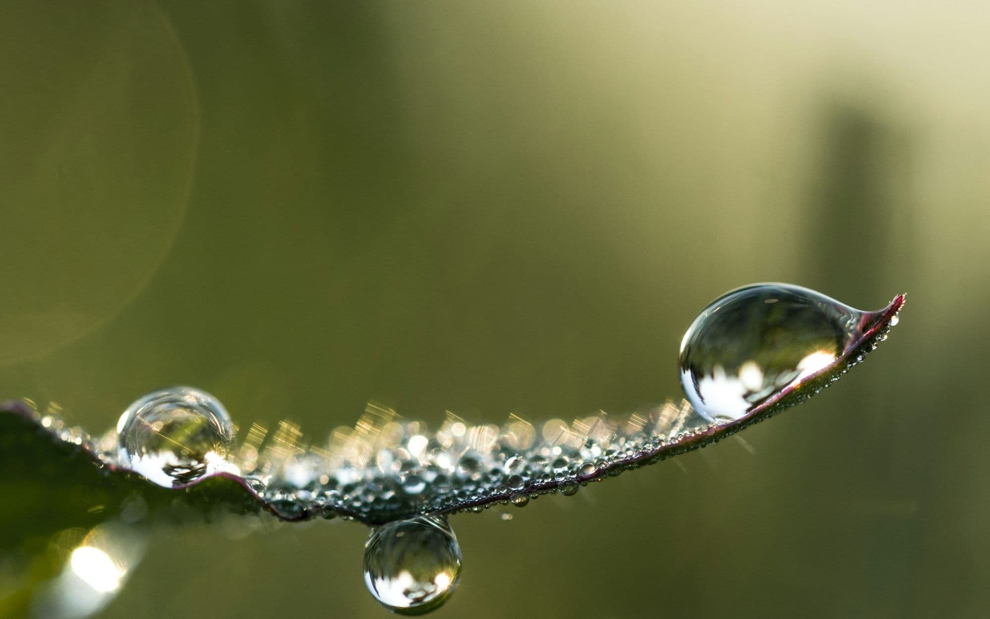 Water droplets beading along a slender plant stem