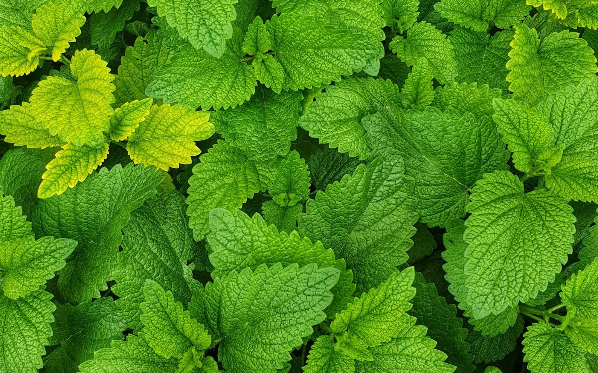 Fresh mint leaves with beads of water