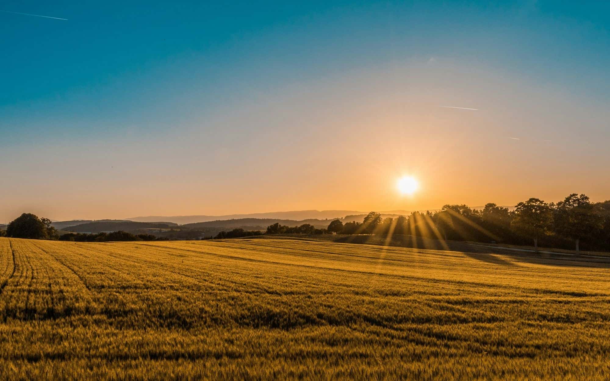 A golden field and a single tree at sunset