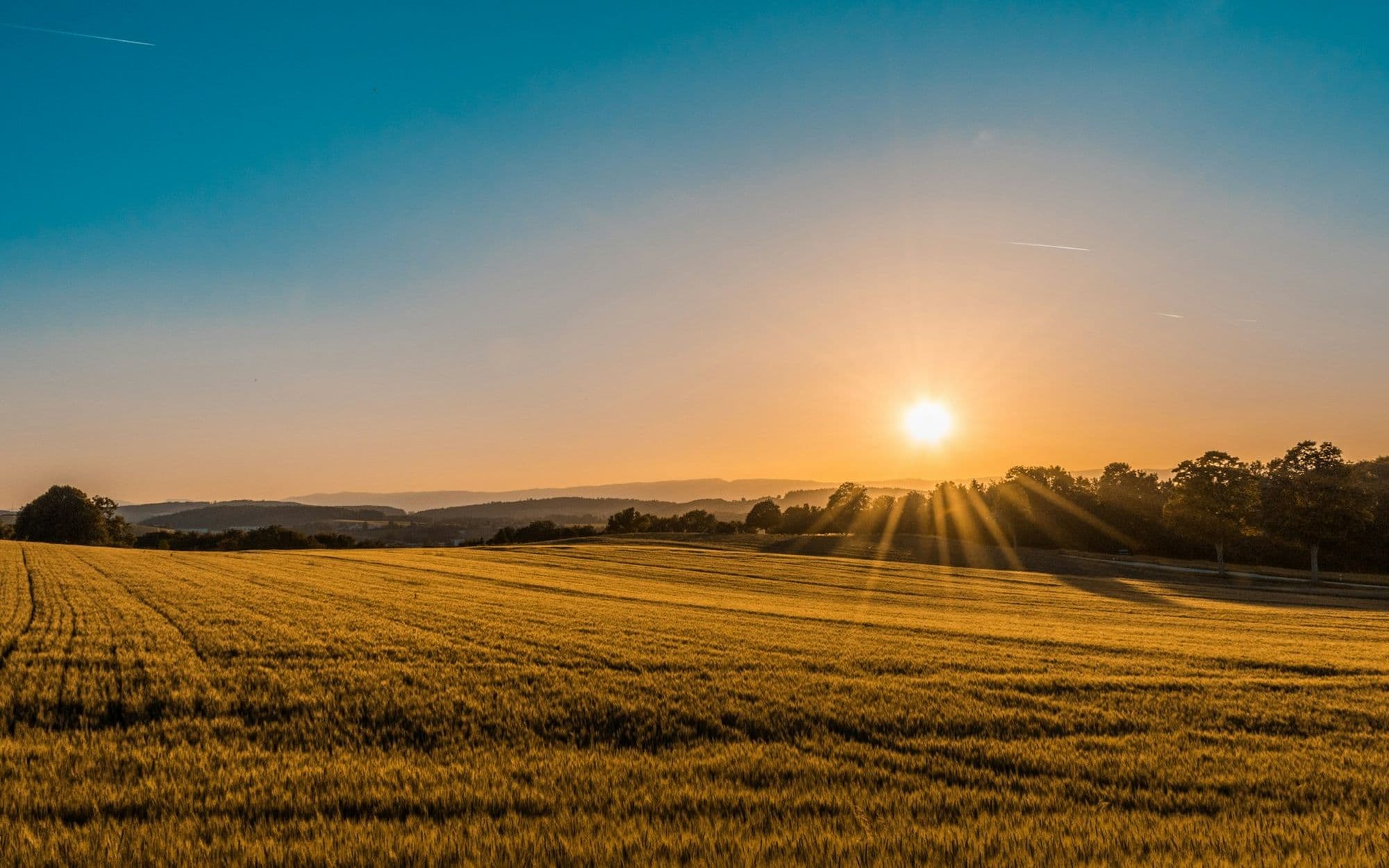 A golden field and a single tree at sunset