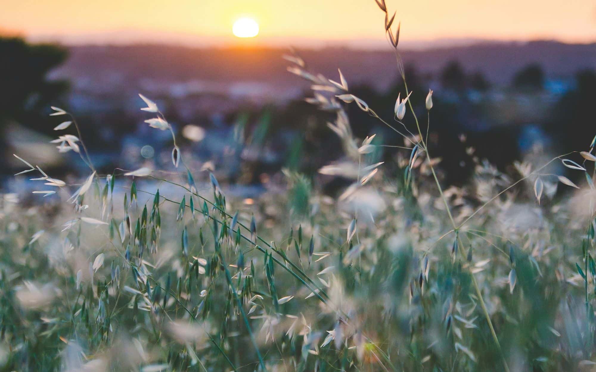 Small white wildflowers glowing in soft evening light