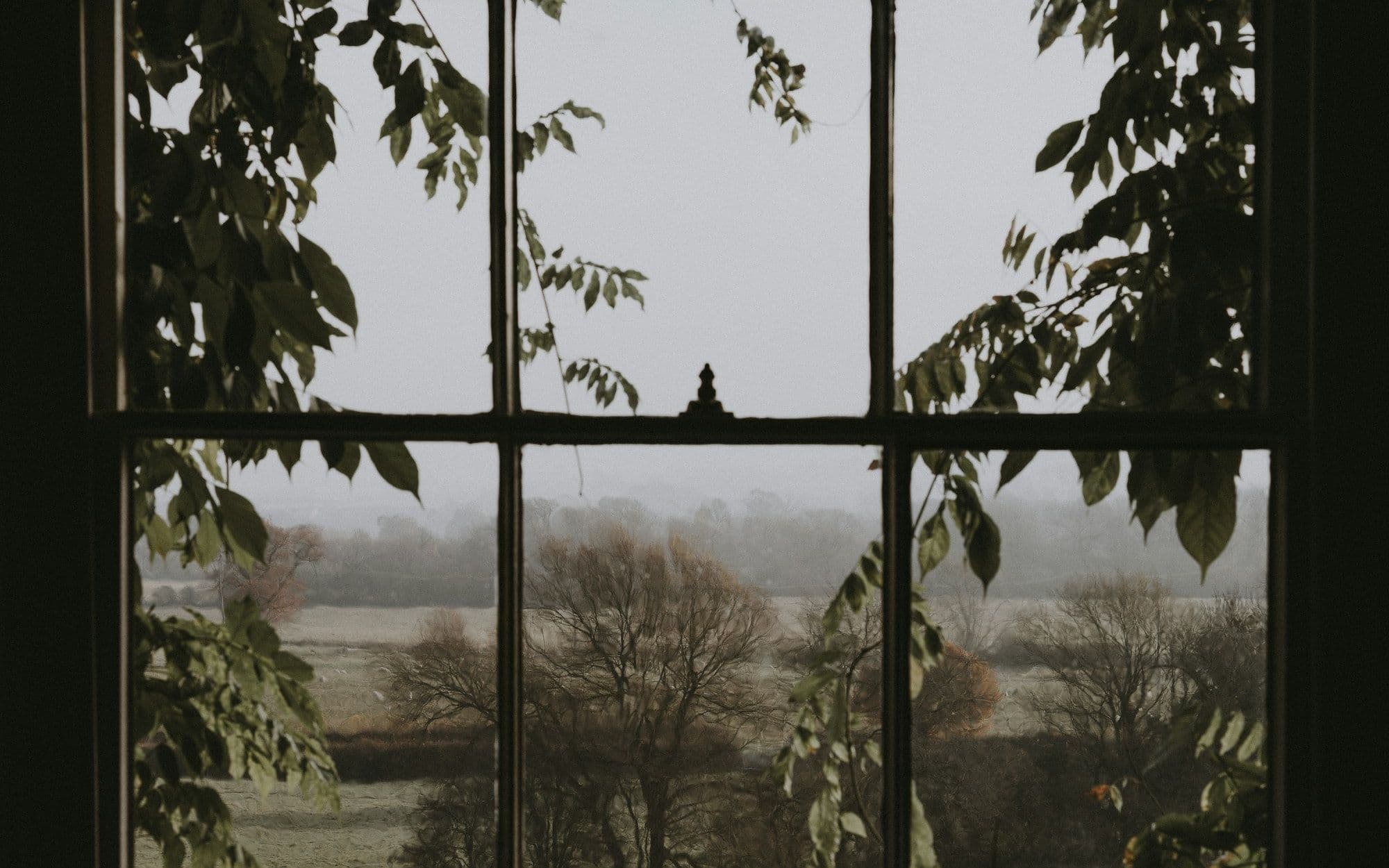 A dark window frame opening onto green trees outside
