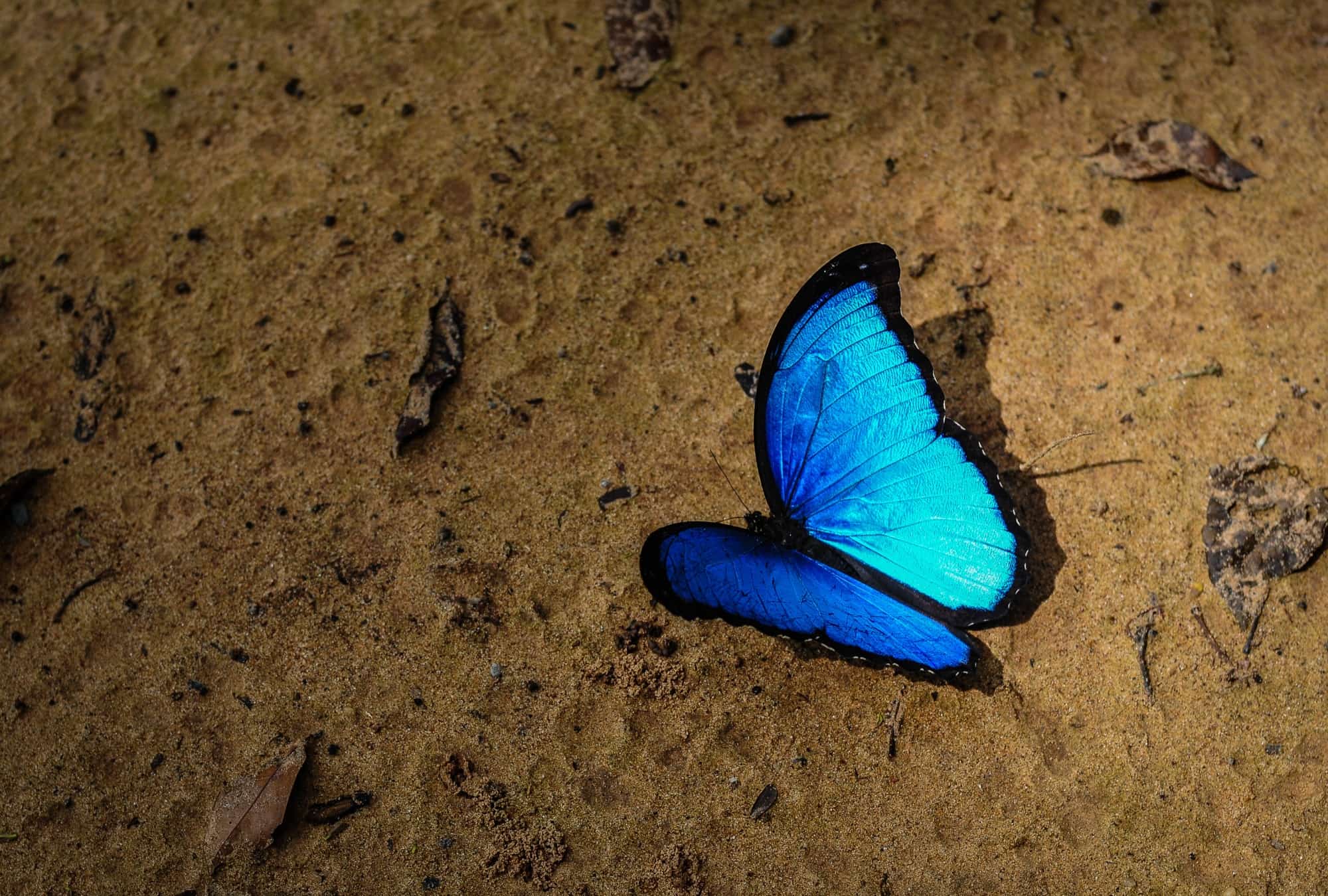 A blue morpho butterfly resting on sandy forest ground