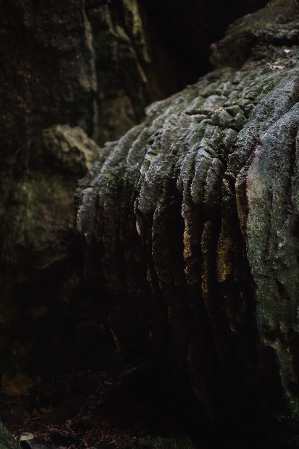 Close forest foliage in soft light, nature photo from Silver Owl Therapy
