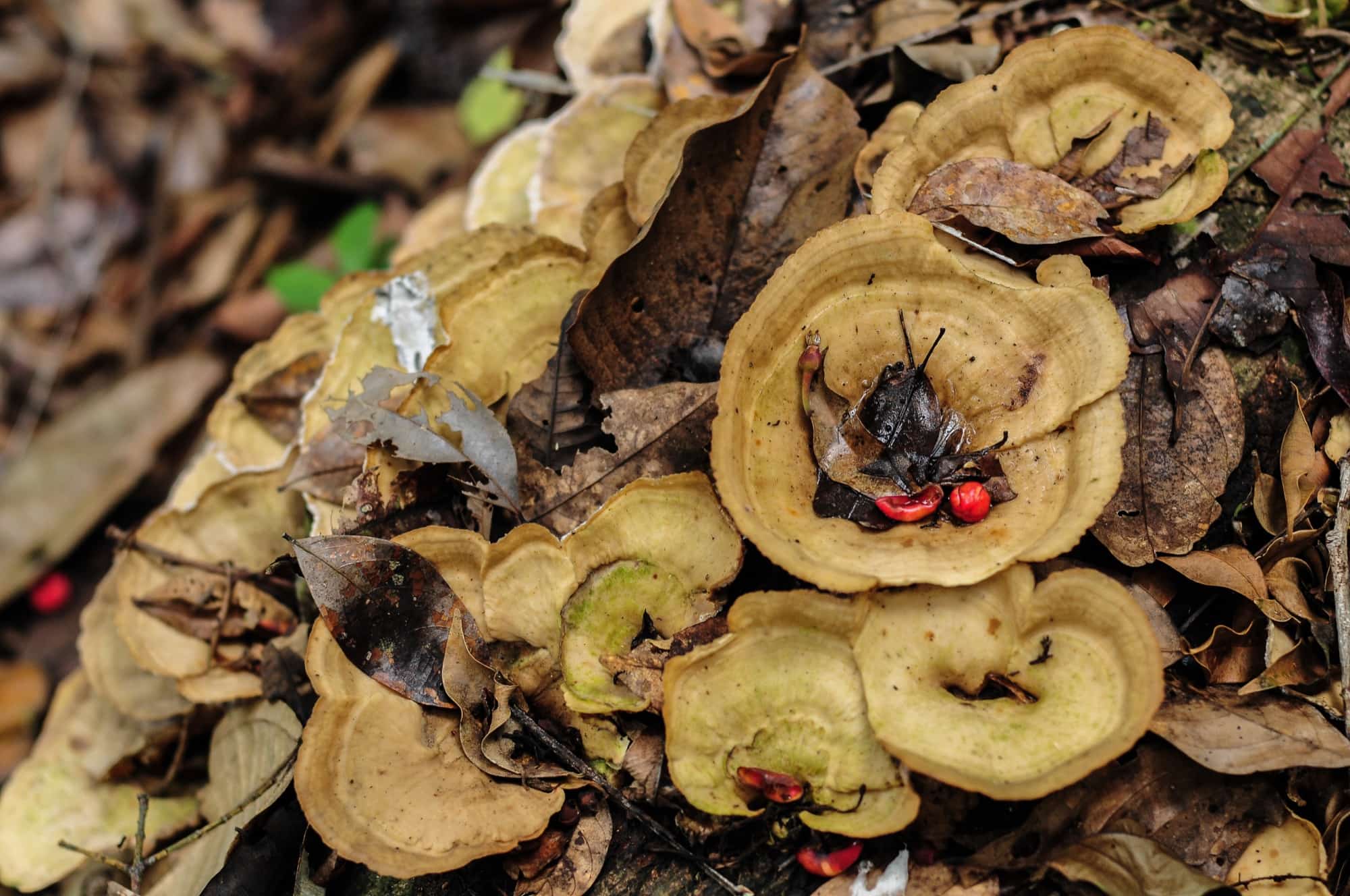 A cluster of wild mushrooms among fallen leaves on the forest floor