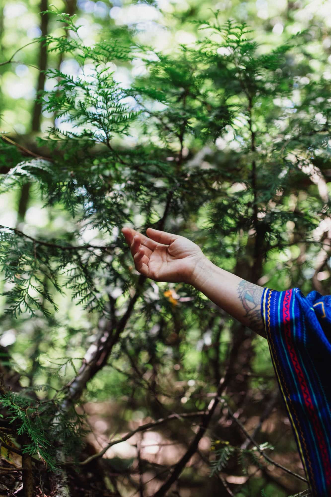 A hand reaching toward cedar branches in sunlit forest, blue patterned sleeve visible