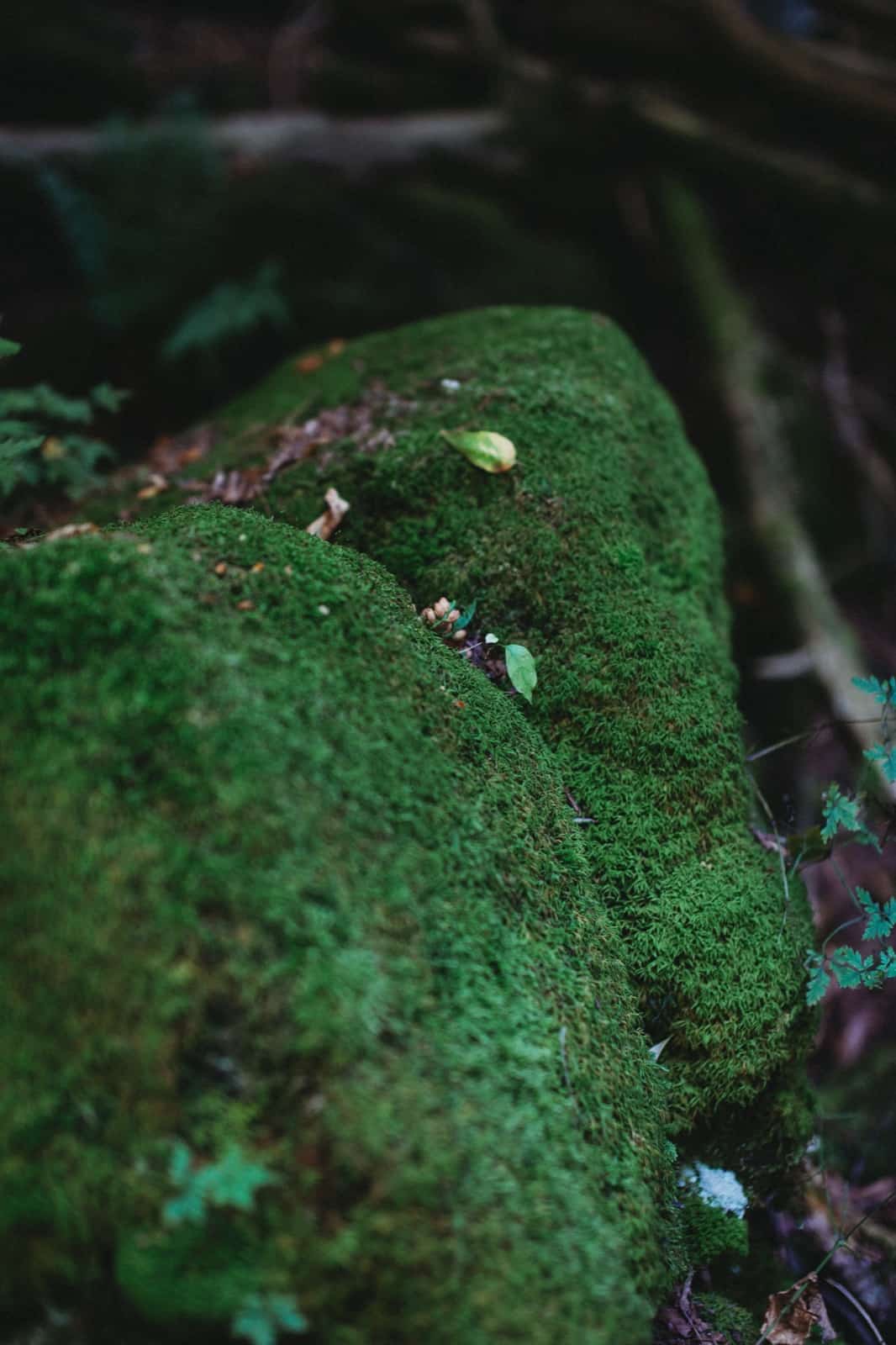 Lush green moss covering a stone in the forest