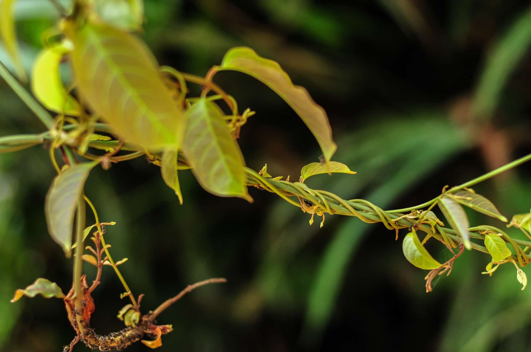 A winding vine putting out new green leaves