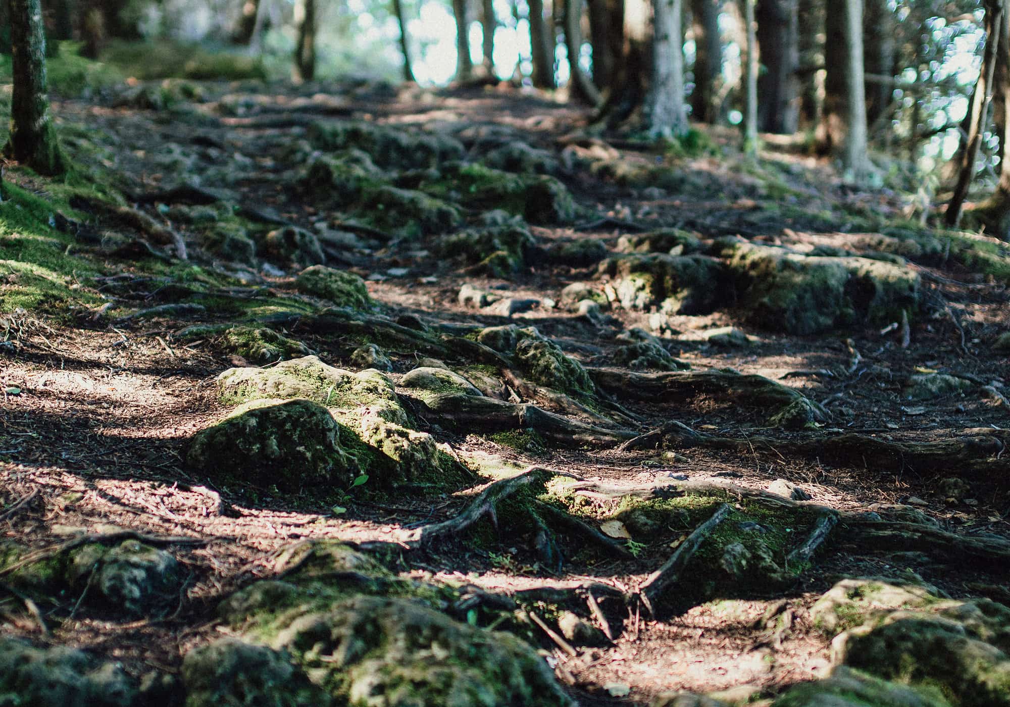 Sunlight across a mossy forest floor threaded with roots